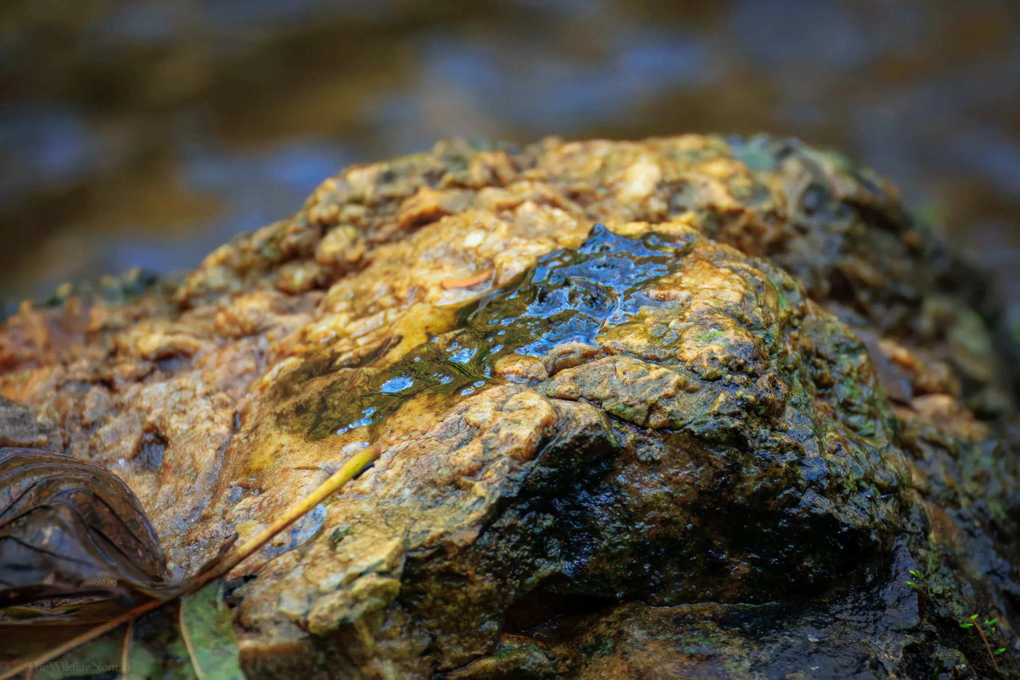 Close-up of a wet, moss-covered rock in a stream or river, surrounded by water and some fallen leaves. On the rock is an otter spraint.