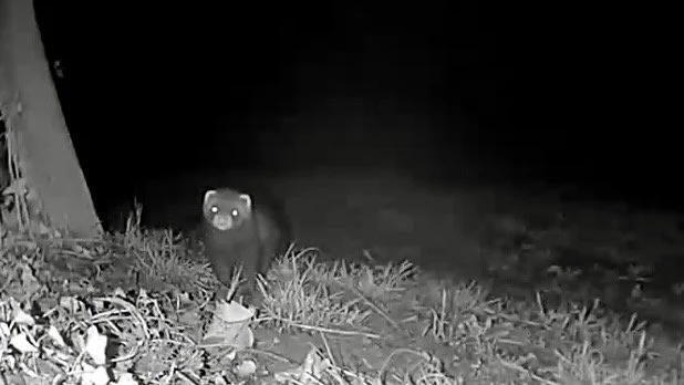 A trail camera still of a Polecat at night near a rabbit warren.