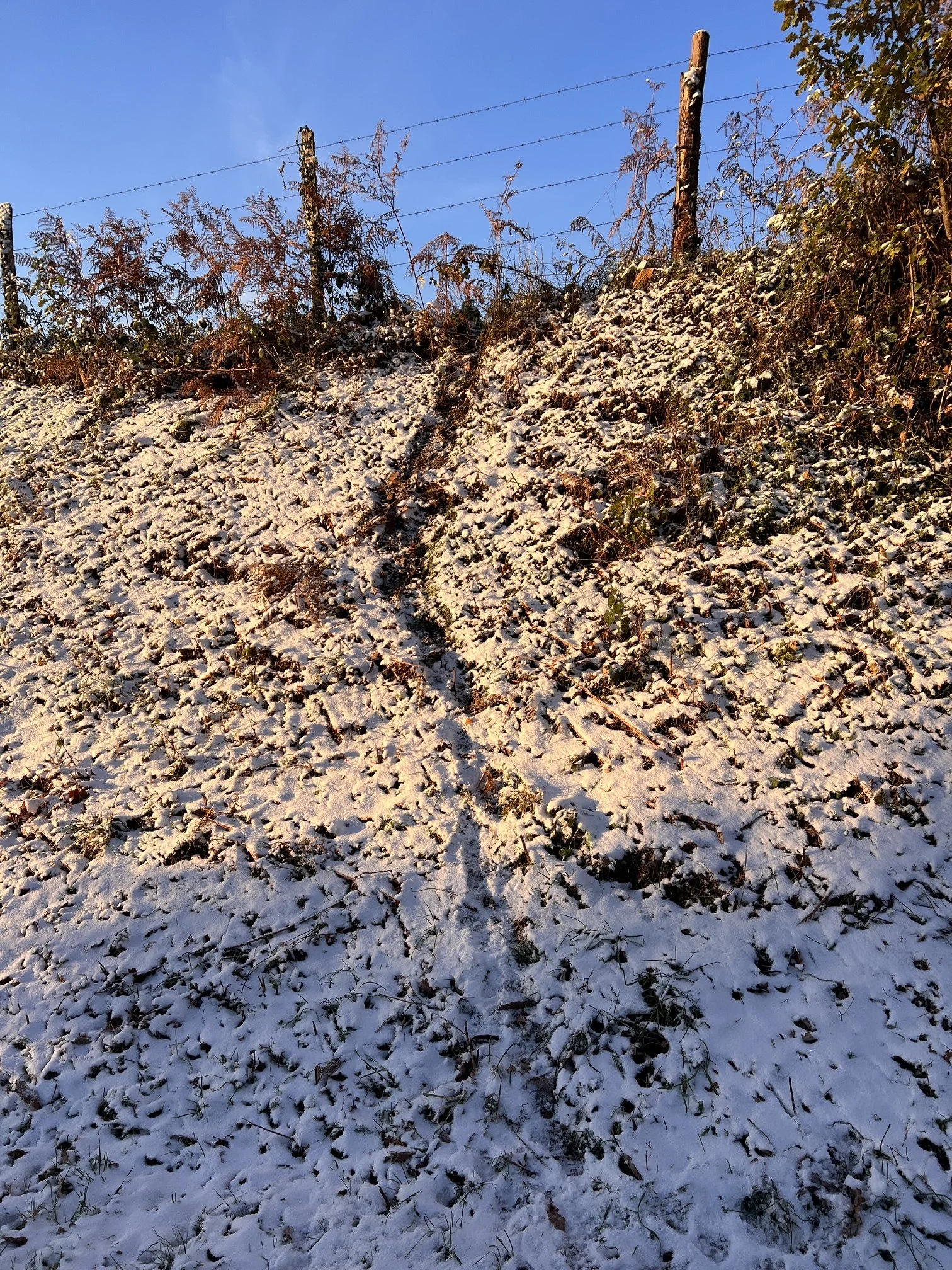 A snow covered grass bank clearly showing a trail of wildlife tracks heading up the slope.