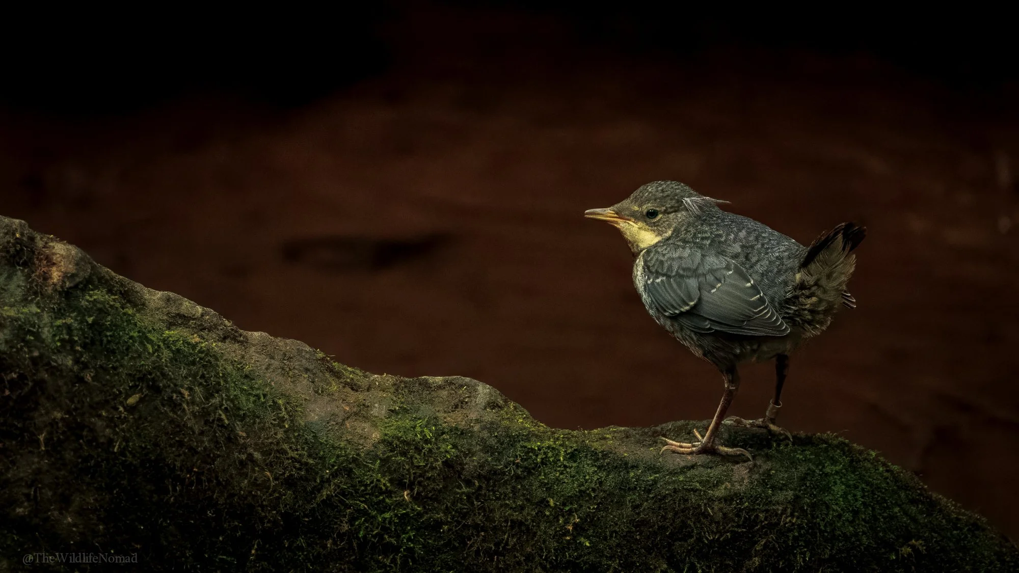 Juvenille Dipper perched on a moss-covered branch against a soft dark background.