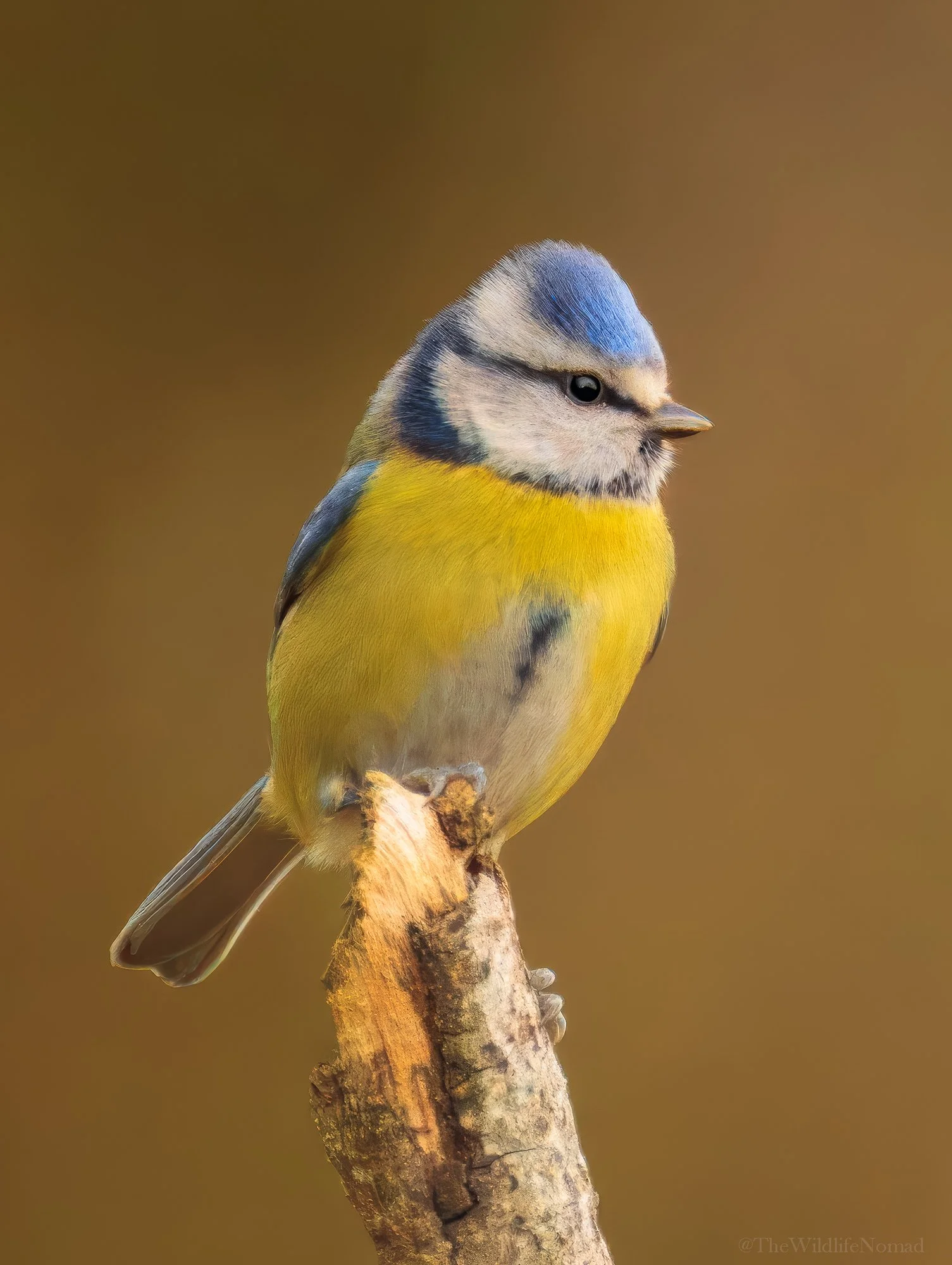 A small blue and yellow bird perched on a branch against a blurred brown background.