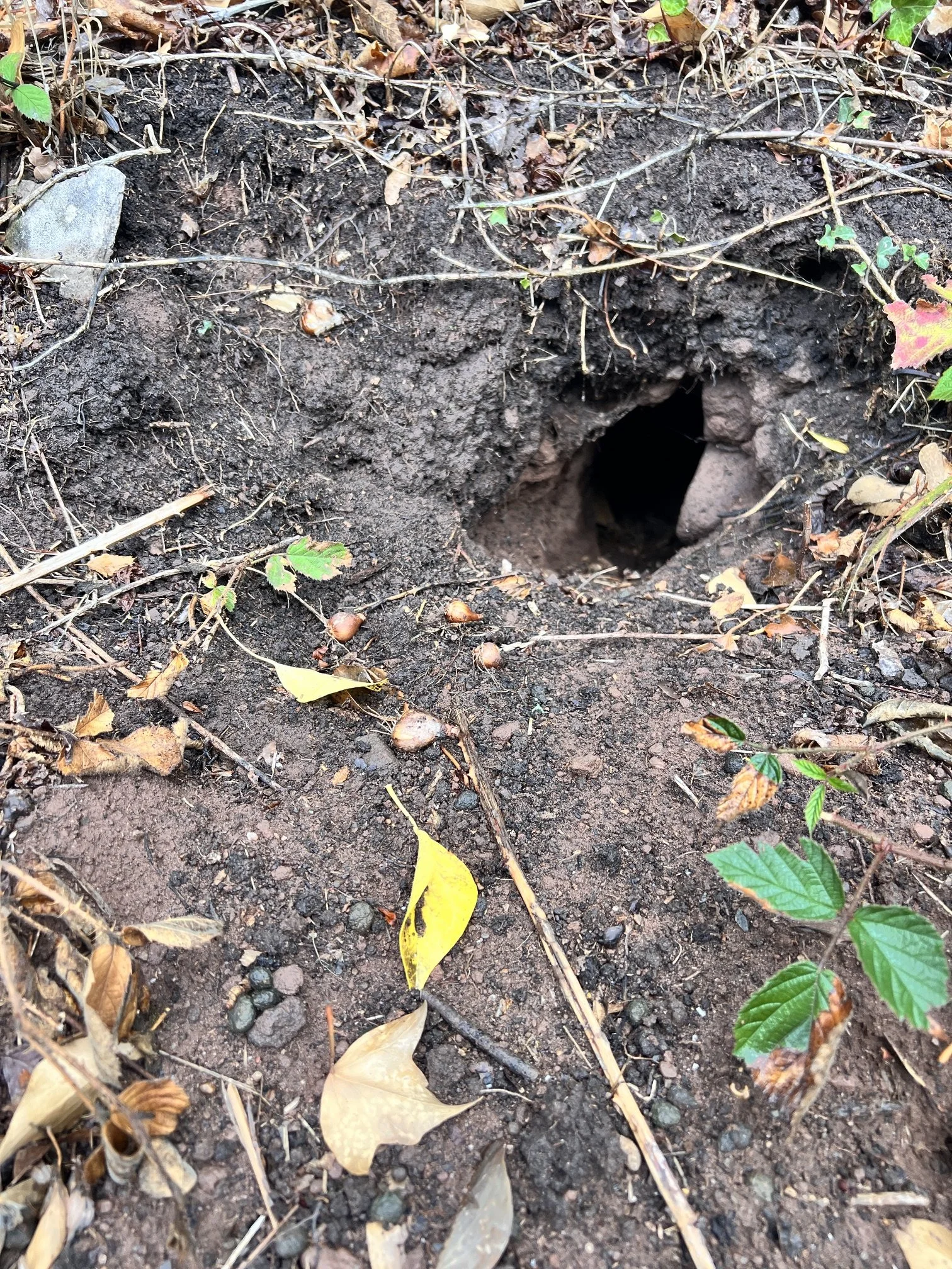 Droppings and disturbed soil beside a small burrow entrance.
