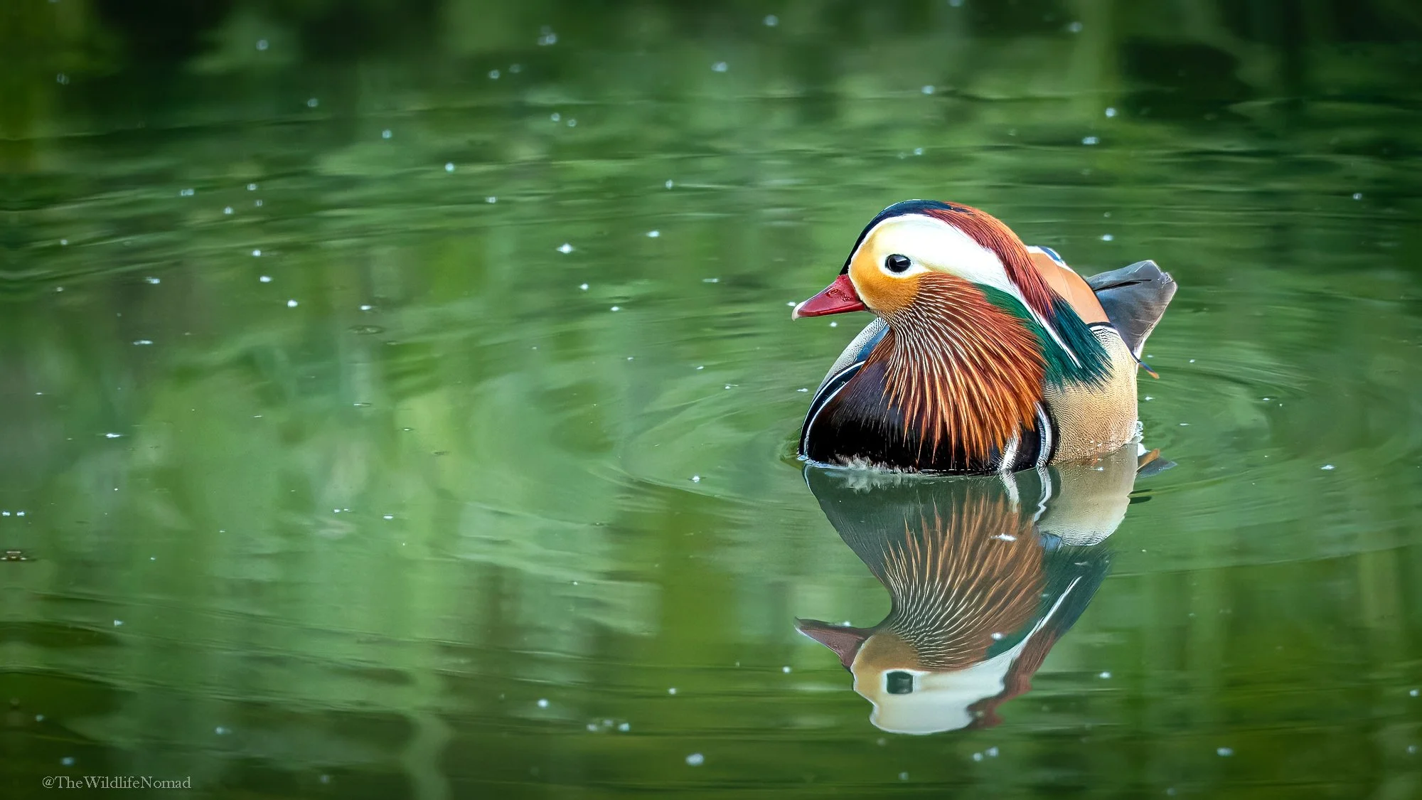 Colorful Mandarin duck swimming in green water, with its reflection visible.