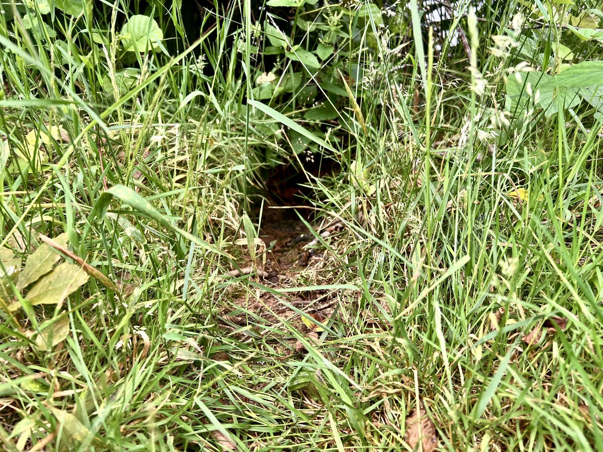 A small mammal run through grass.