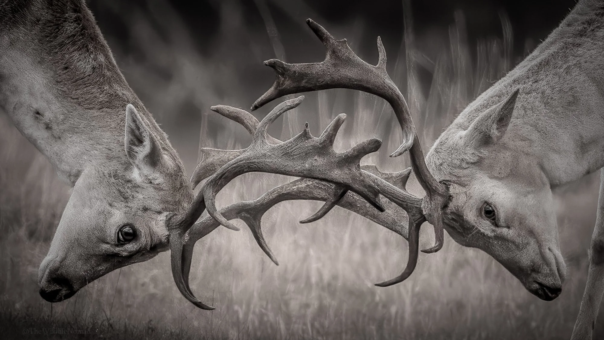 Two Fallow deer rutting, with large antlers locked together. Black and White.
