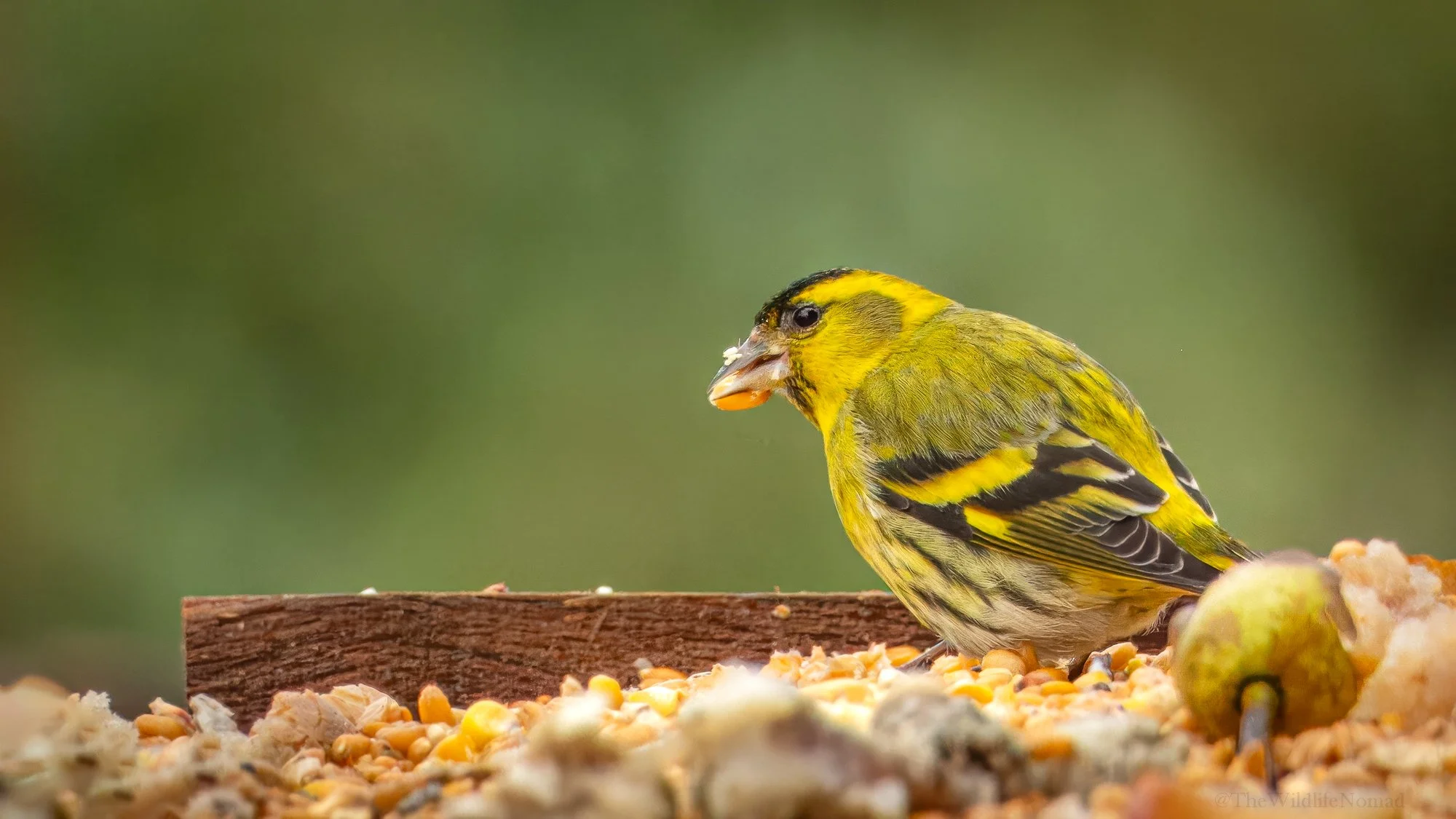 Yellow and black bird perched on a ledge with scattered seeds and food, green blurred background.