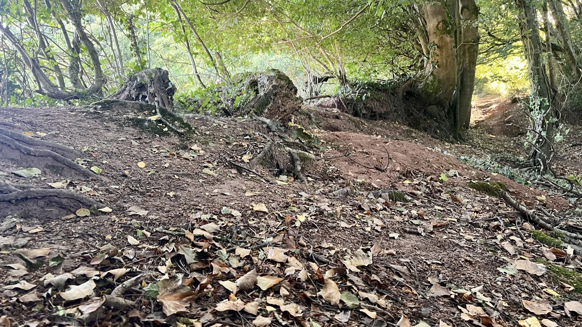 The fixed view that all 3 field tested trail cameras had over the rabbit warren.