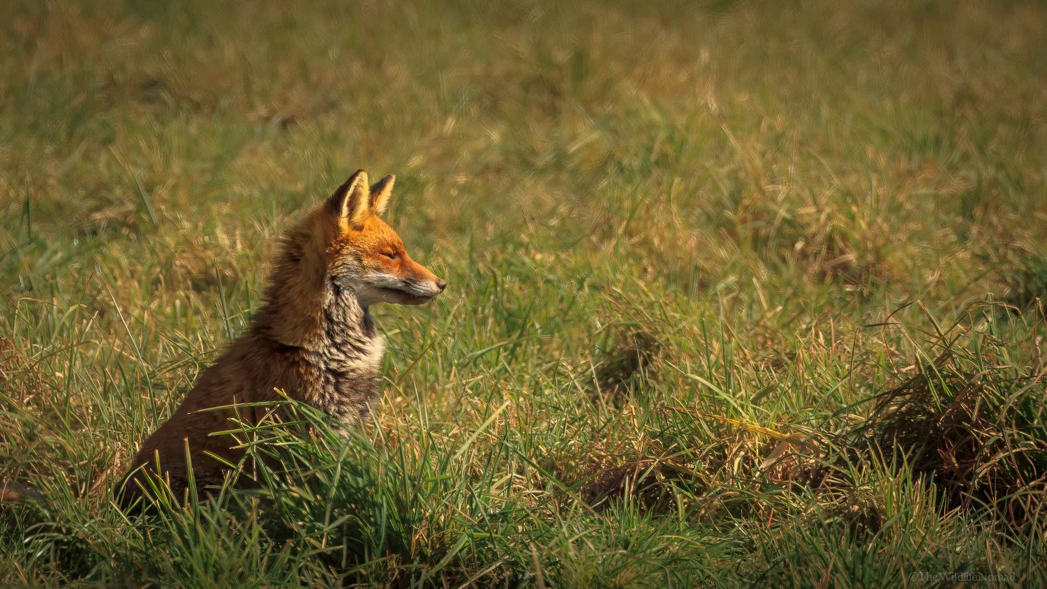 Sleeping red fox in afternoon sunshine.