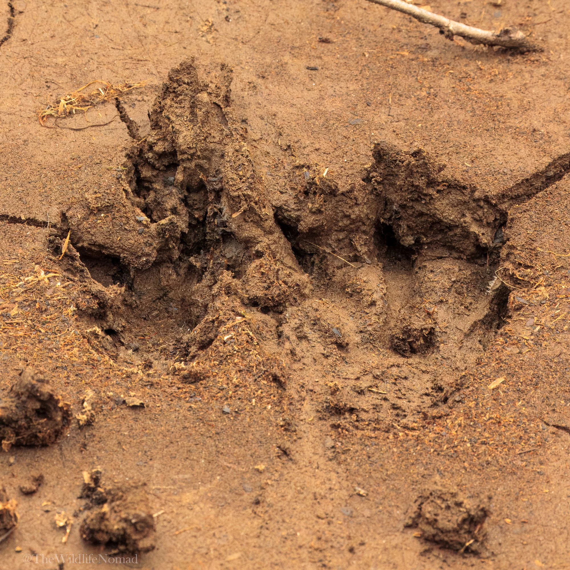 Close-up of animal tracks in wet, reddish-brown dirt, with footprints and disturbed soil.