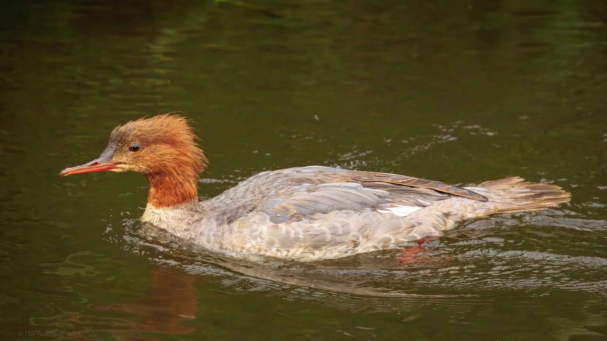 A goosander swimming in a river.