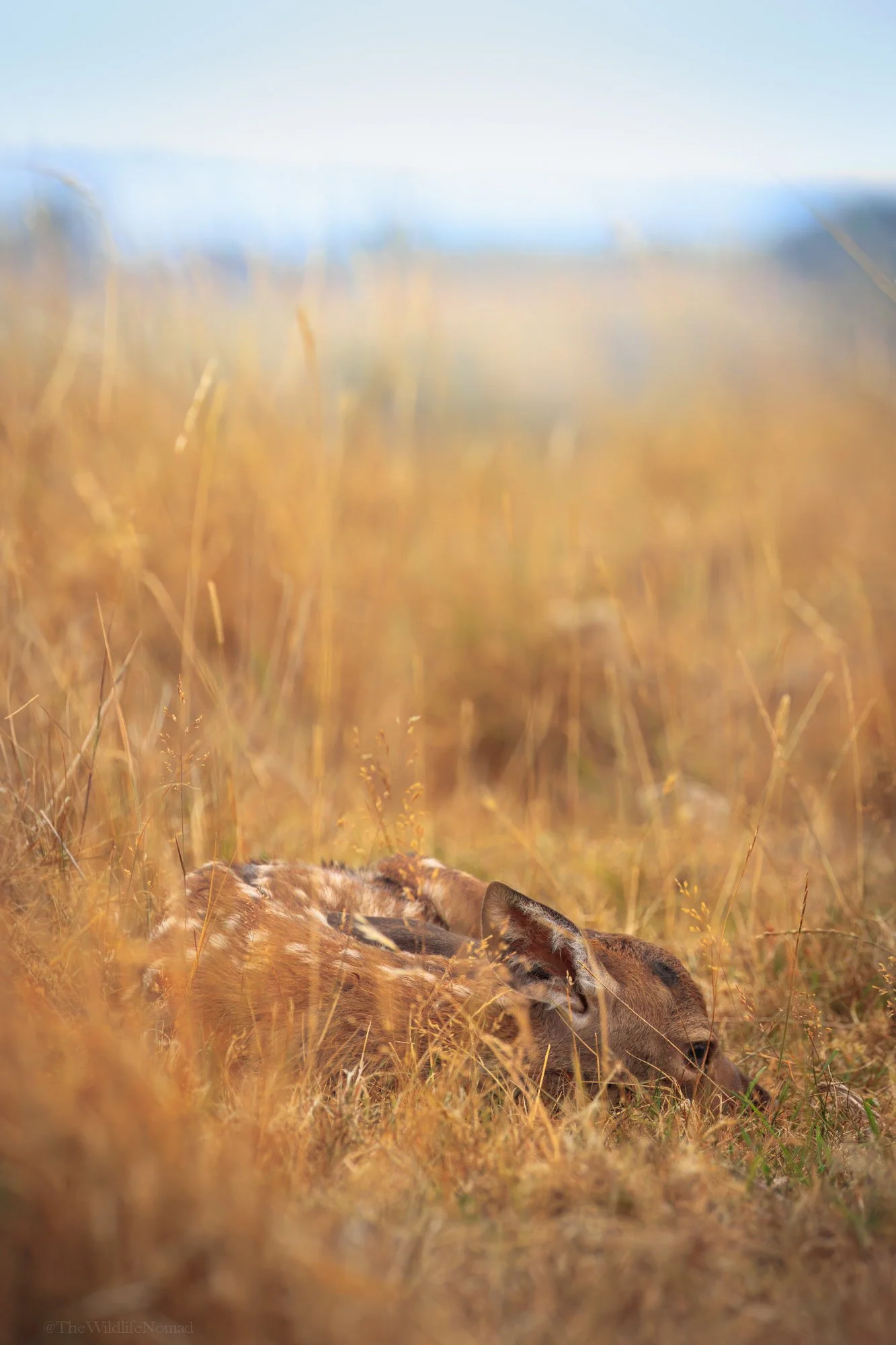 A young red deer lying in tall dried yellow grass.