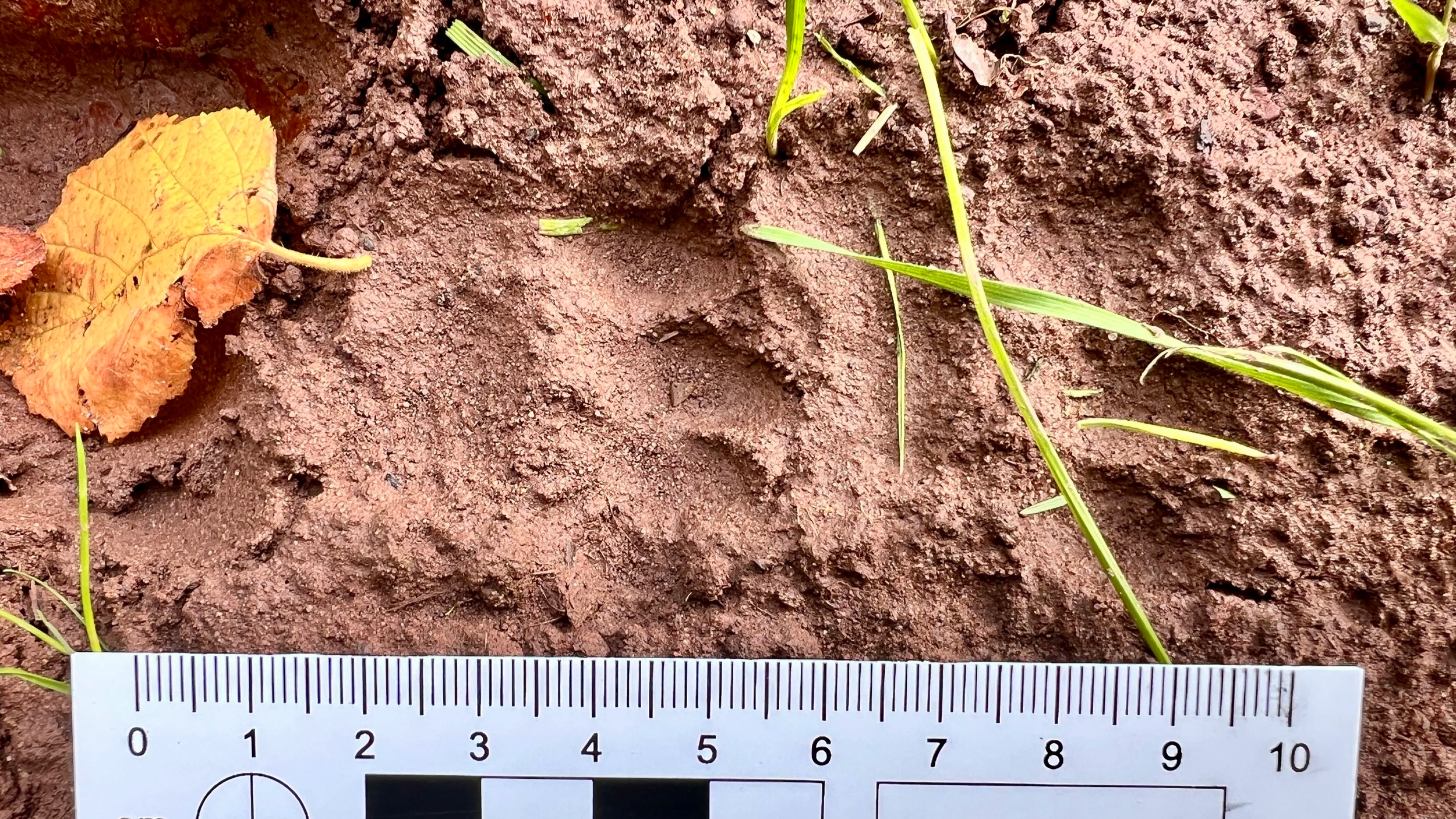 Eurasian Badger paw print in soft mud.