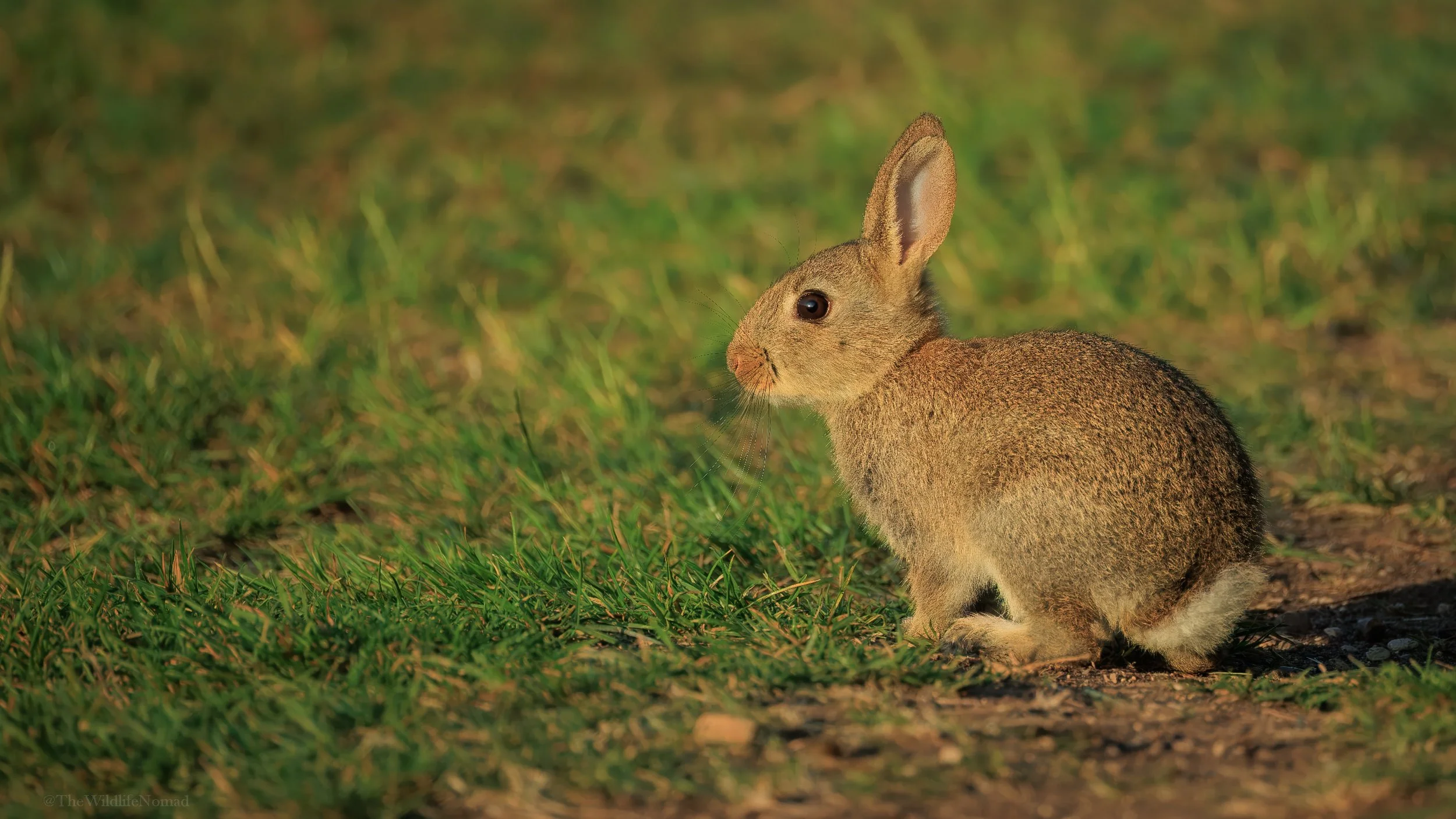 A young brown rabbit sitting on green grass with a dirt path nearby.