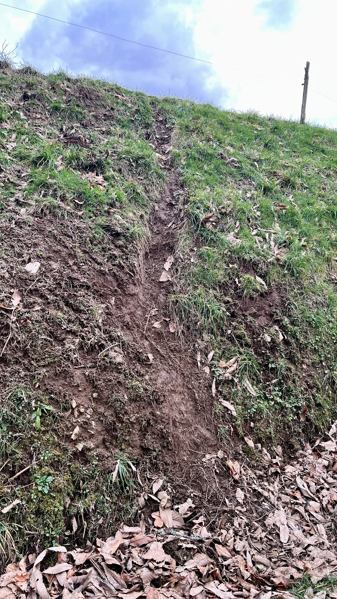 A badger trail up a muddy bank.