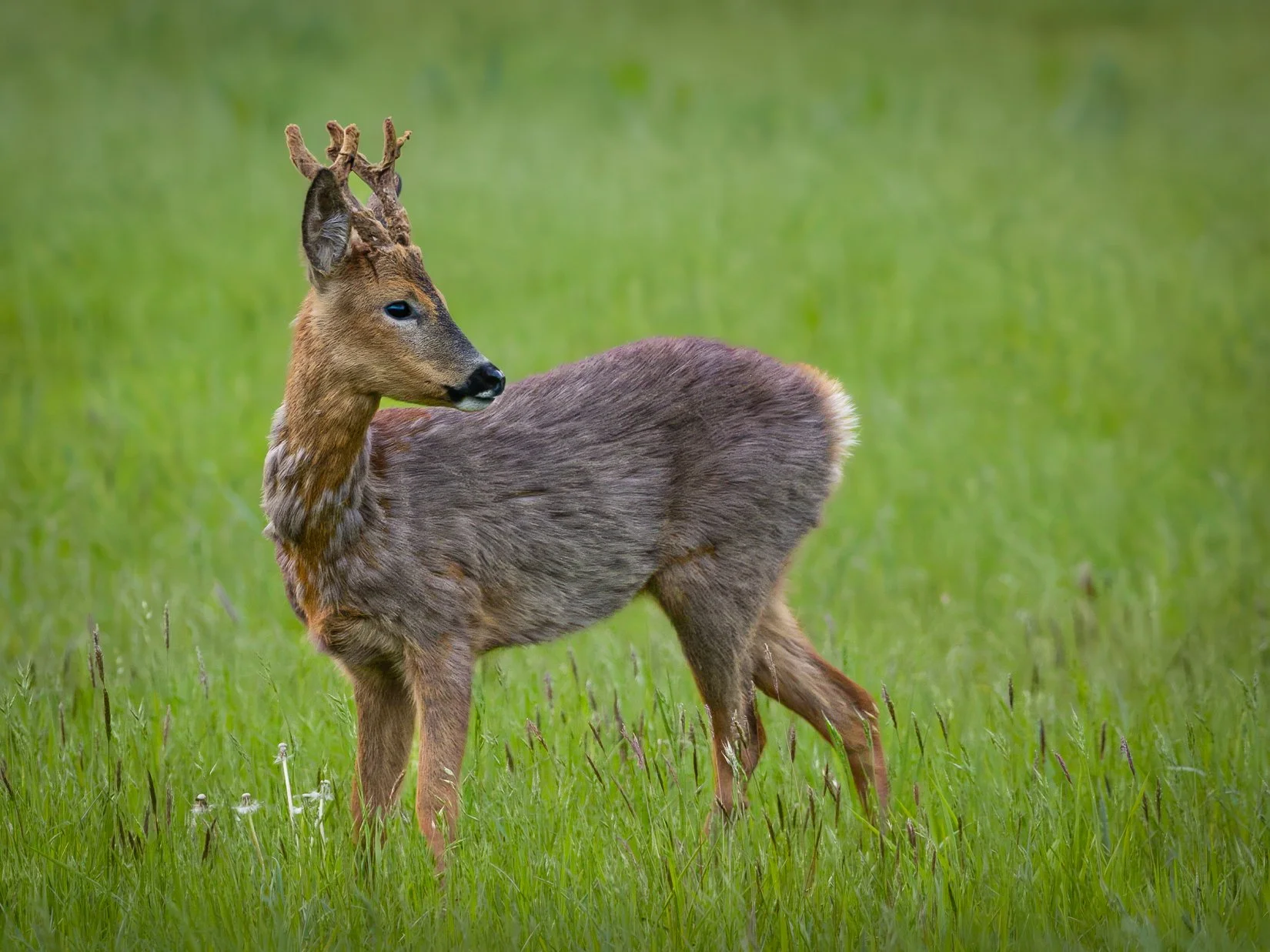 Preparing for the Deer Rut in the UK: Behaviour, Signs & Photography ...