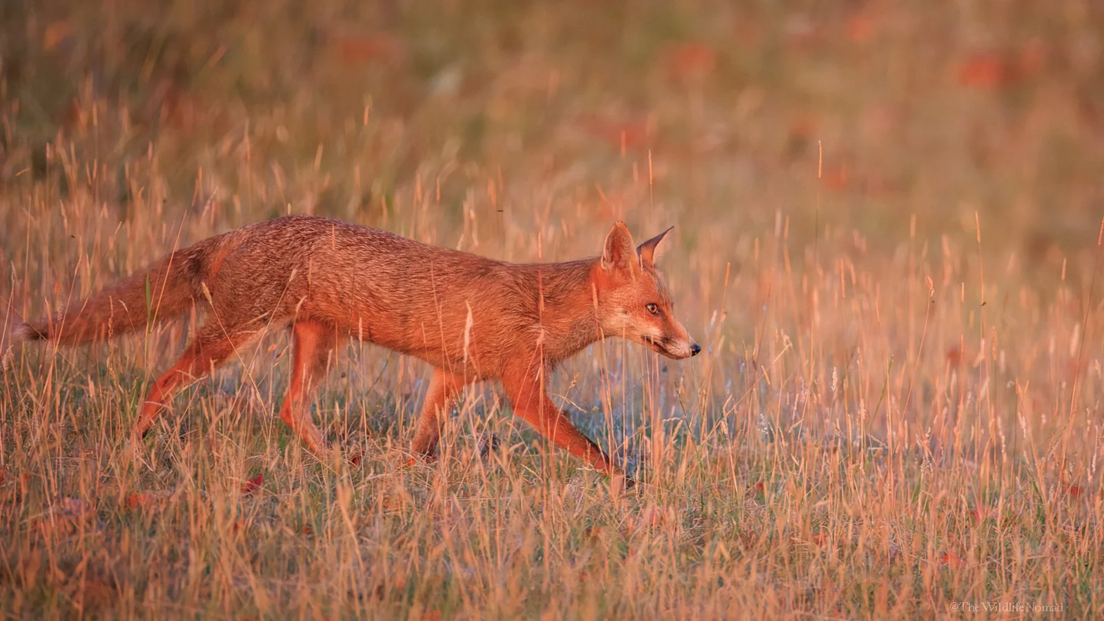 A fox walking through tall grass at sunrise.