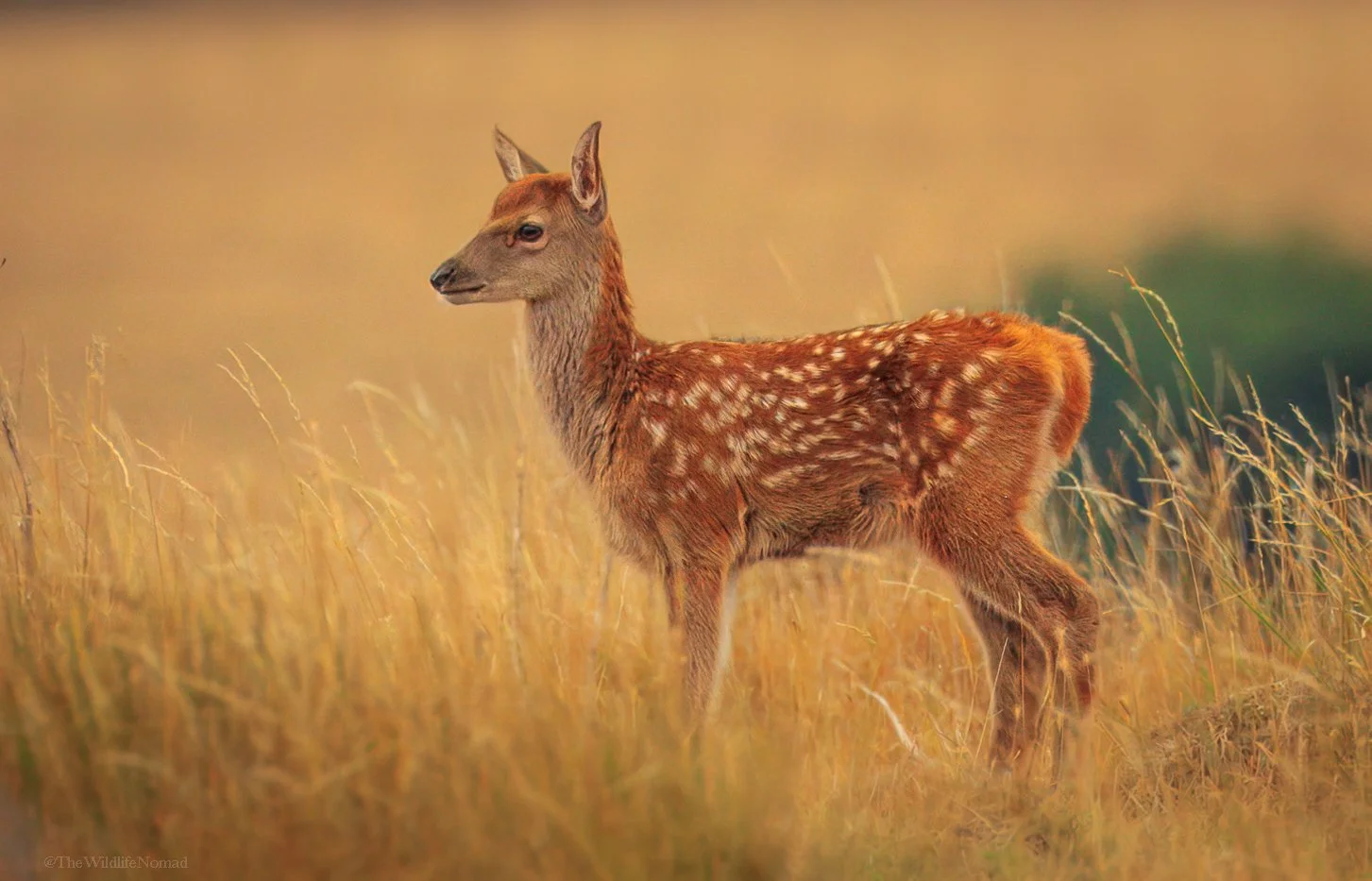 A young roe deer standing in a grassy field with a blurred background.