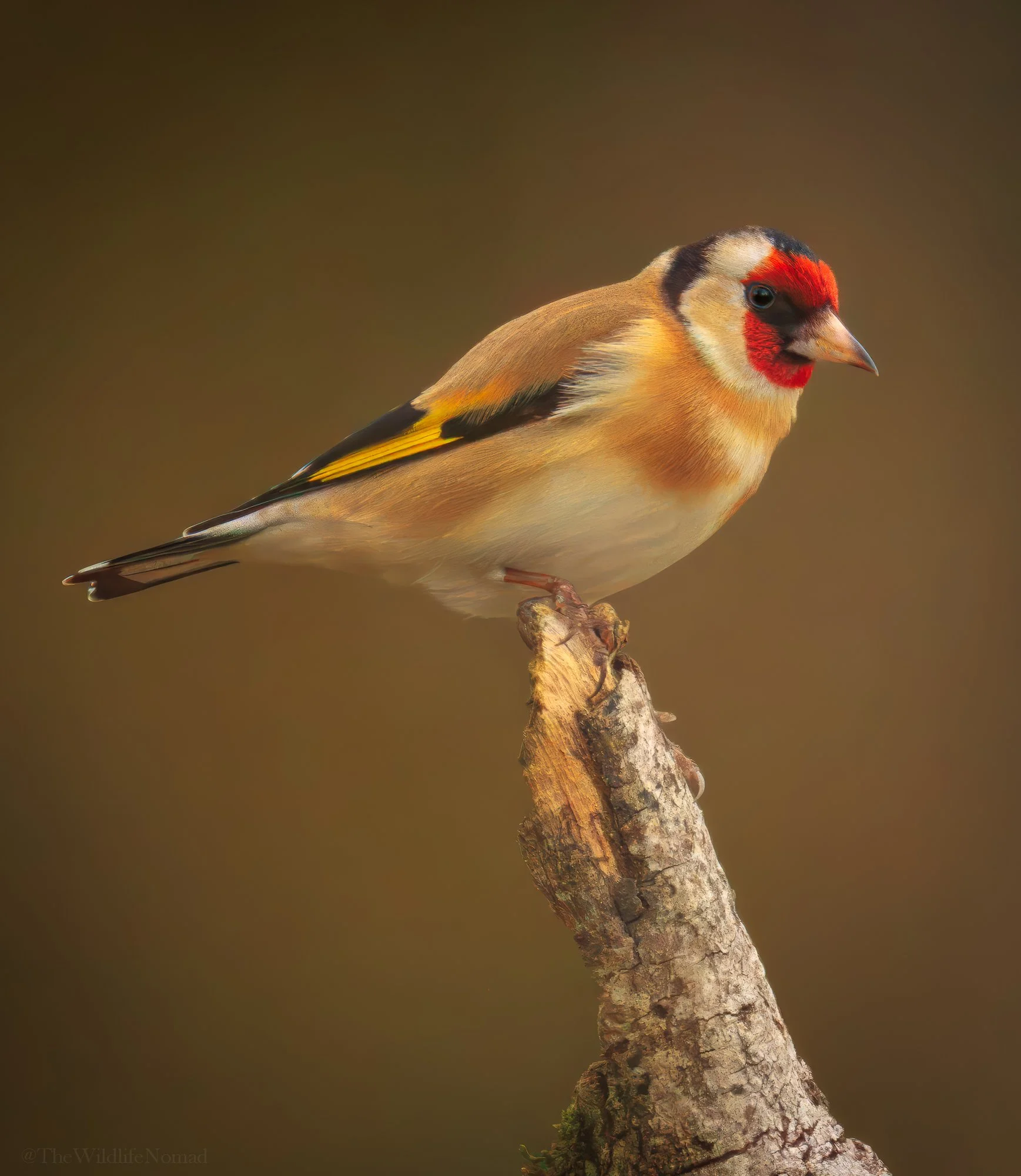 Close-up of a bird with red face, beige body, black and yellow wings, perched on a small tree branch.
