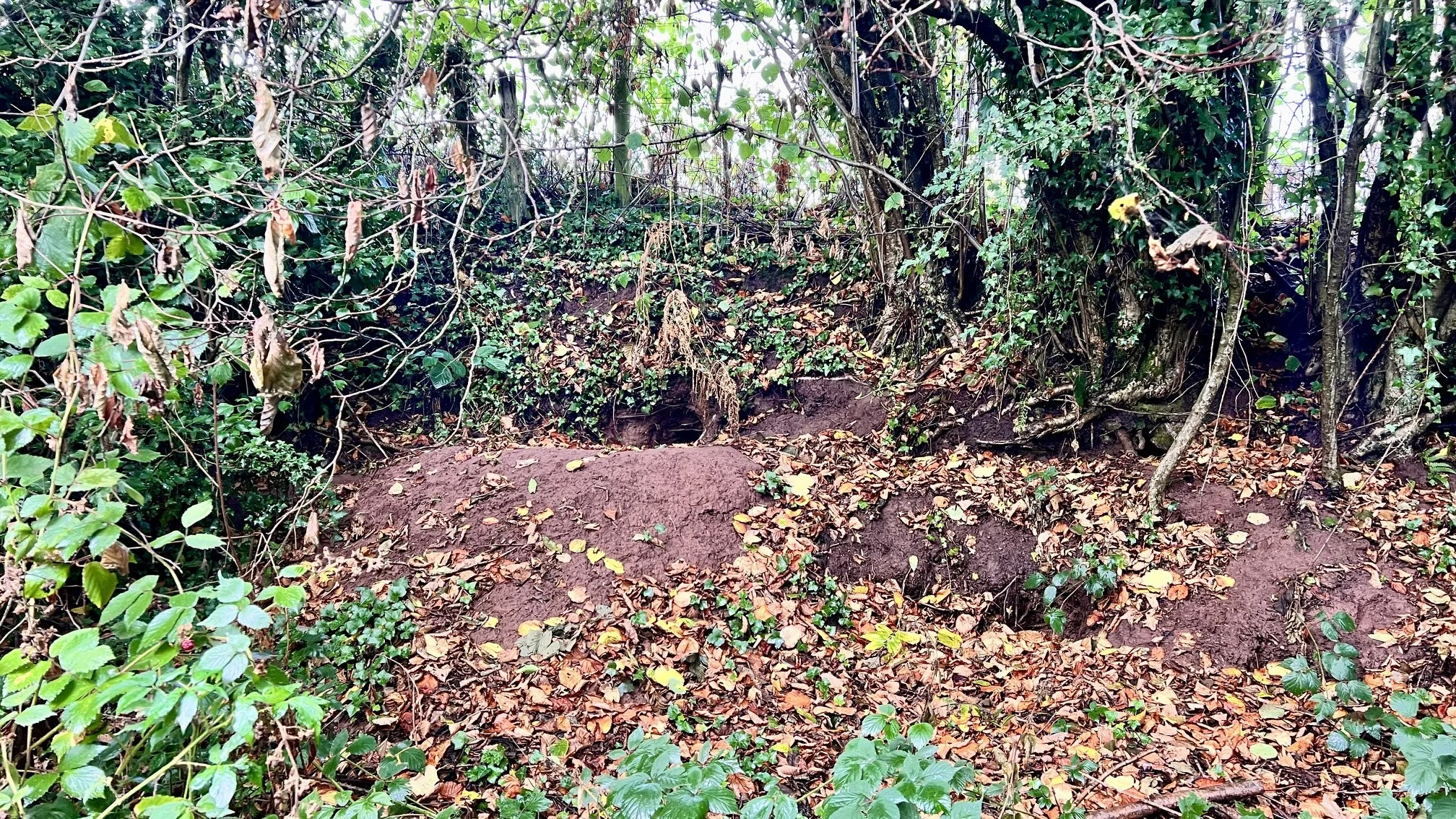 An extensive burrow system in a muddy bank littered with fallen leaves