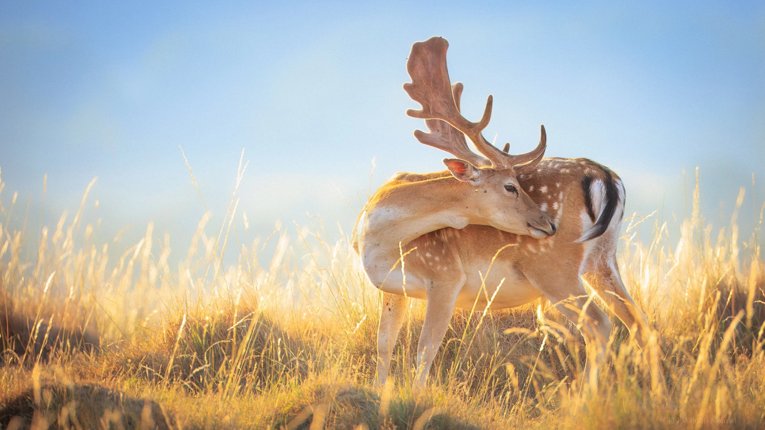 A fallow deer with large antlers standing in tall, golden grass under a clear blue sky, with its head resting on the other side of its body.