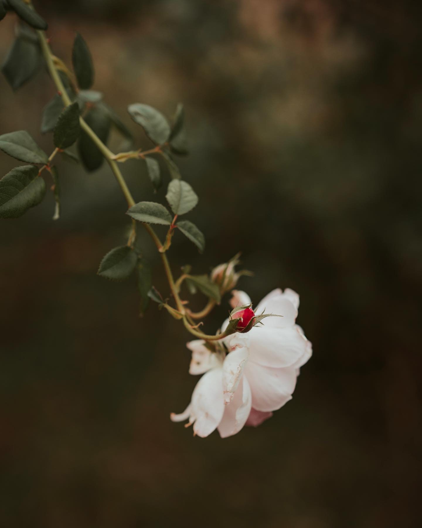 @solu.mallorca 

#mallorca #nature #naturephotography #octobervibes #alaro #flowers #garden