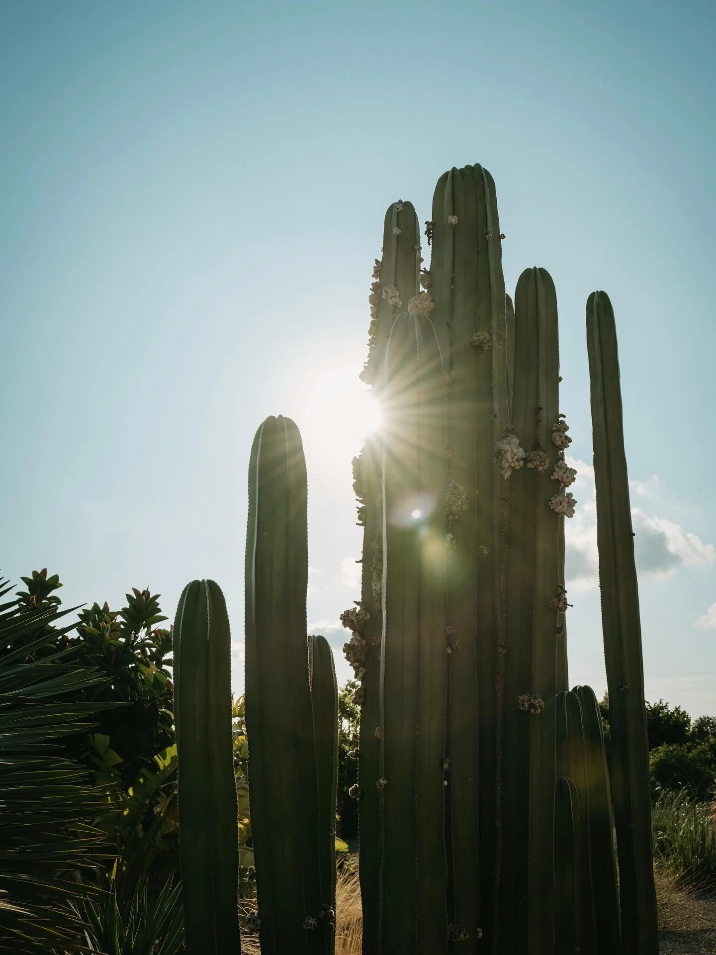 🌵✨
 

#landscapephotography #nature #summernights #mallorca