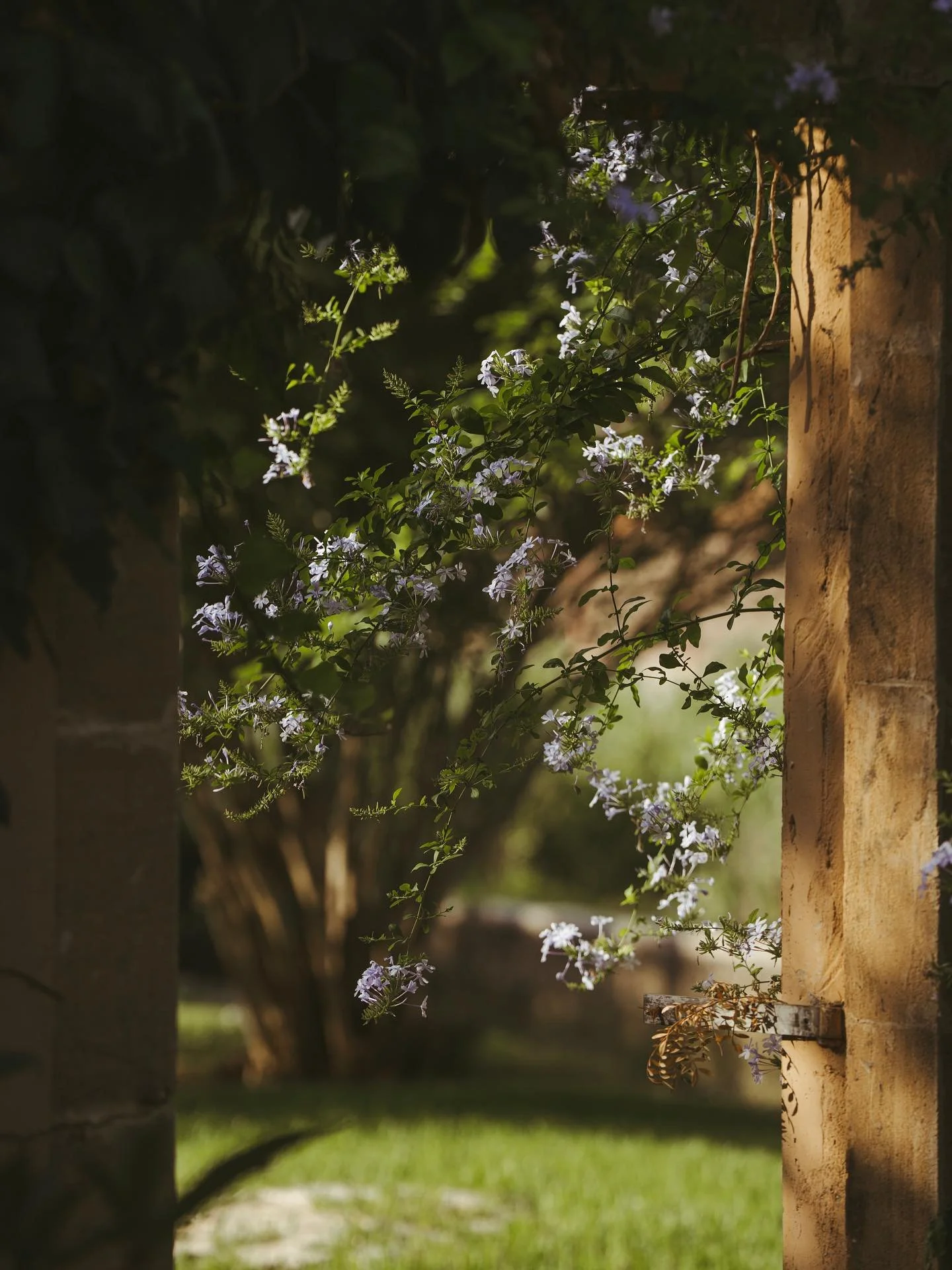 Rondaia Boutique Vineyard Stay🪷 

@rondaia_vineyardhotel 

#mallorca #hotel #boutiquehotel #esporles #nature #magicalplace #gardens