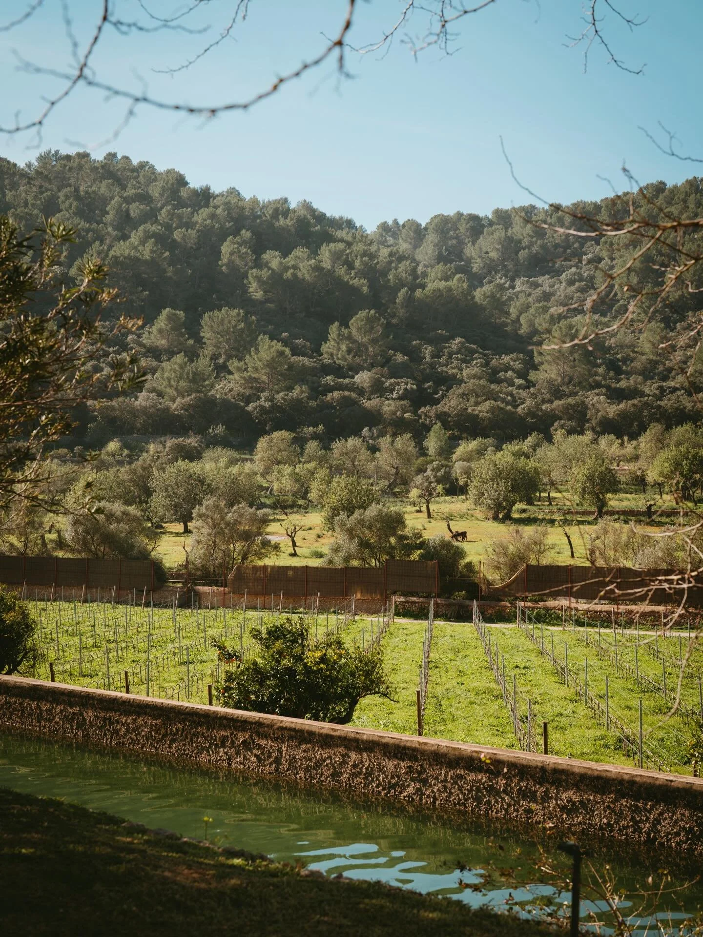 Sesi&oacute;n de cata de vinos para @rondaia_vineyardhotel 

#wine #mallorcawine #winetastings #eventsinmallorca