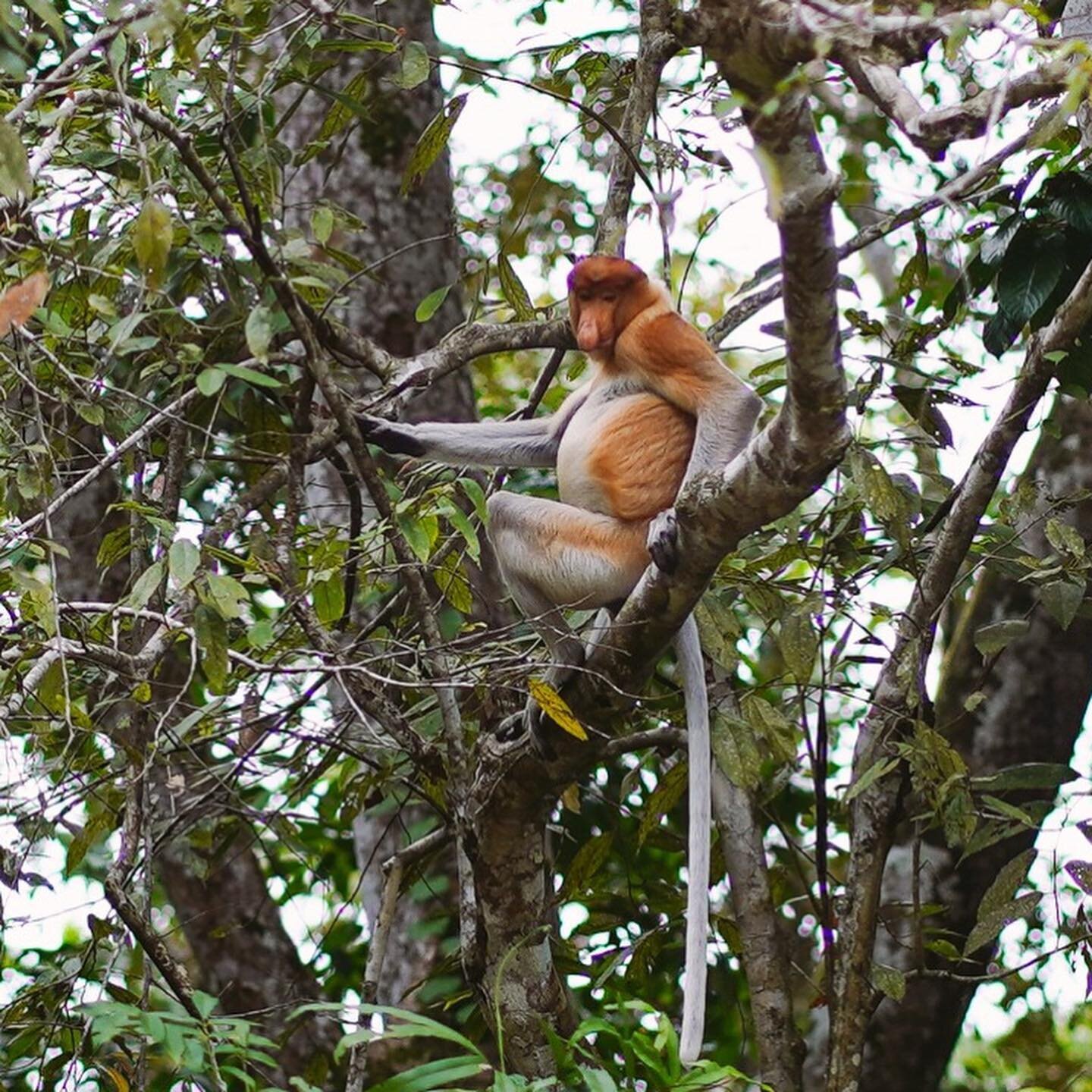 Ever seen that kind of monkey? It&rsquo;s a proboscis monkey and they are endangered. You can only spot them on Borneo. 
.
#borneo #sabah #proboscismonkey #sabahmonkeys #nasenaffe 
.
📸 @marcopalmer_photography palmer