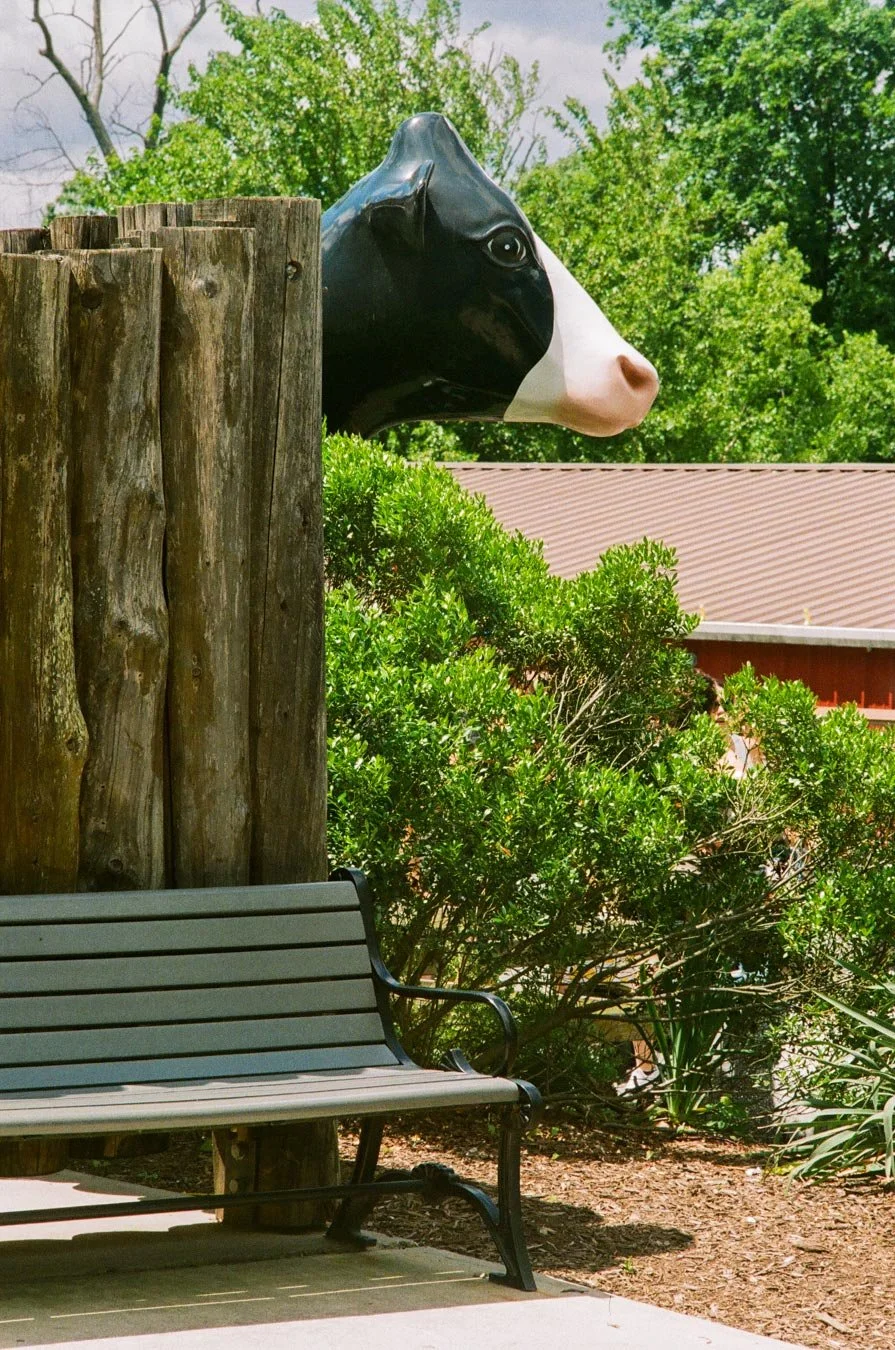 Cow &amp; Bench, 2024