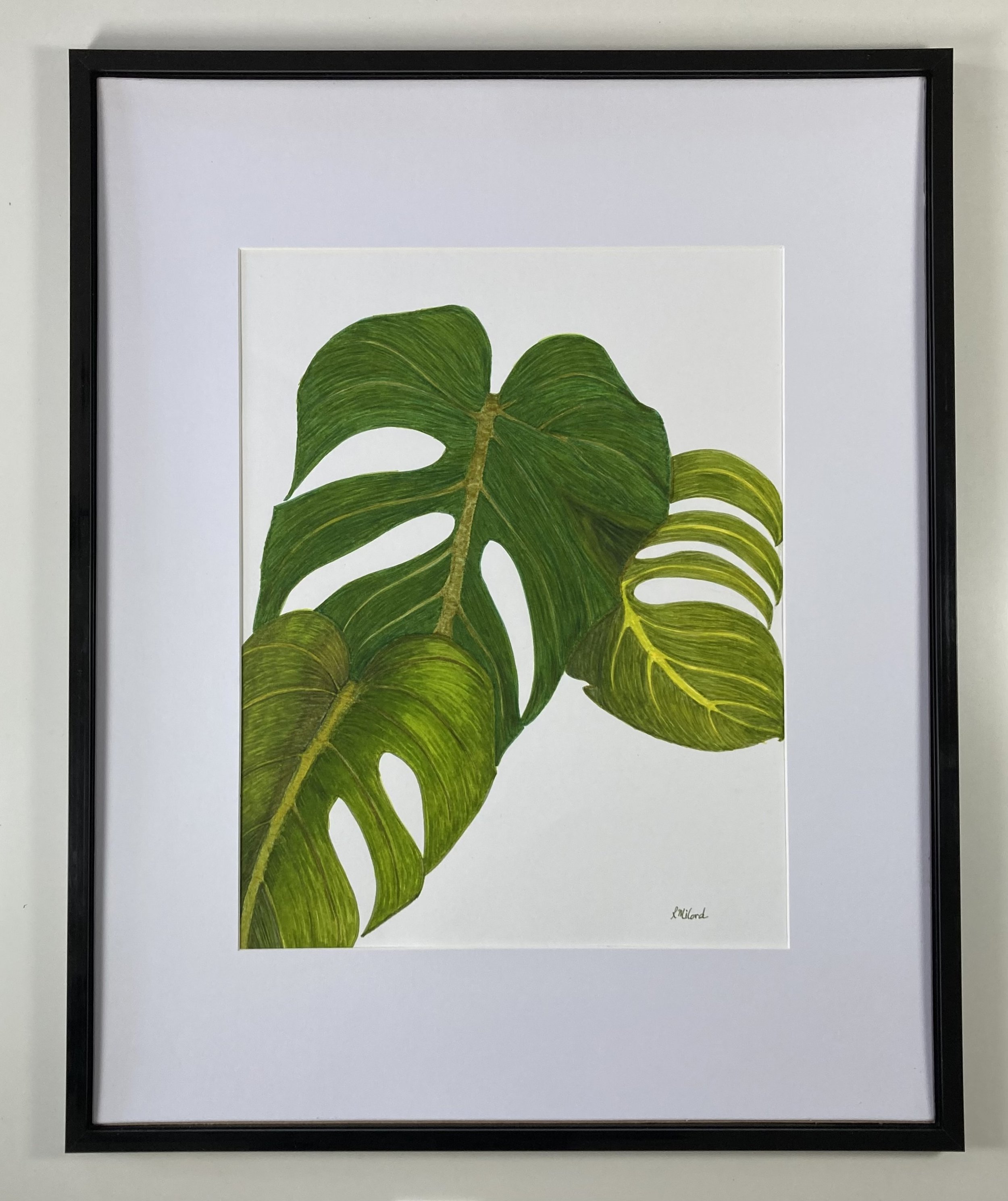 Monstera Leaves. Water Based markers on paper. 7x14 inches.