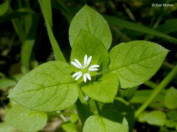 chickweed.jpeg