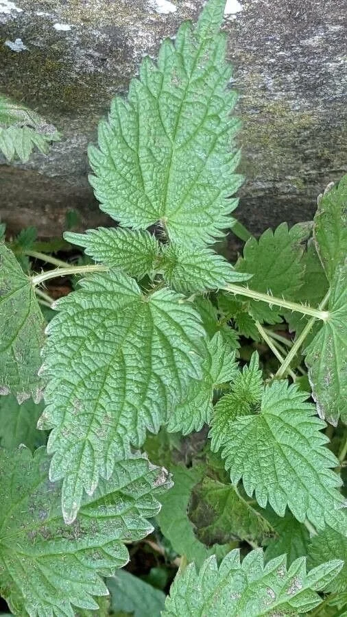 nettle.jpeg