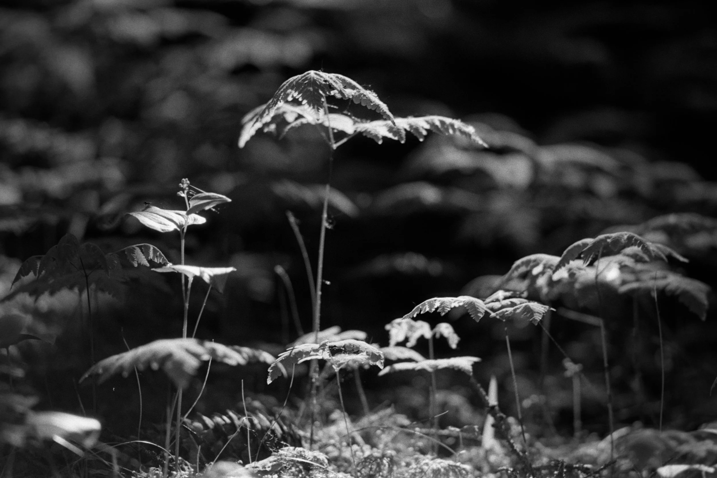 DSCF5064.jpg
