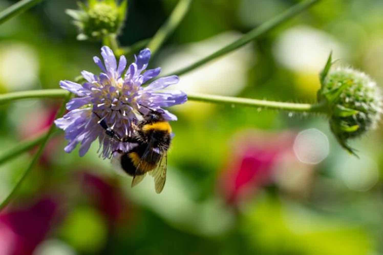 20 mei ‘World Bee day’