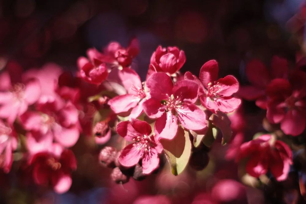 DSCF6187.JPG