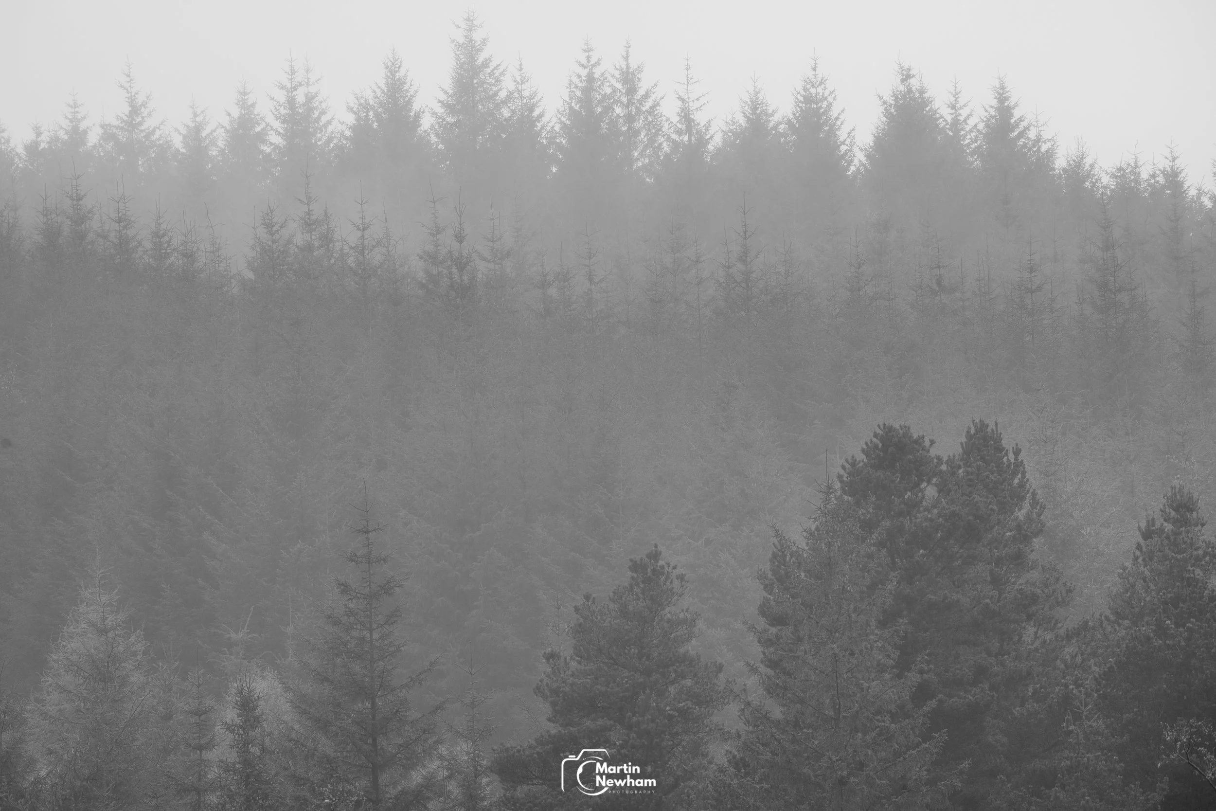 Layered Trees…..