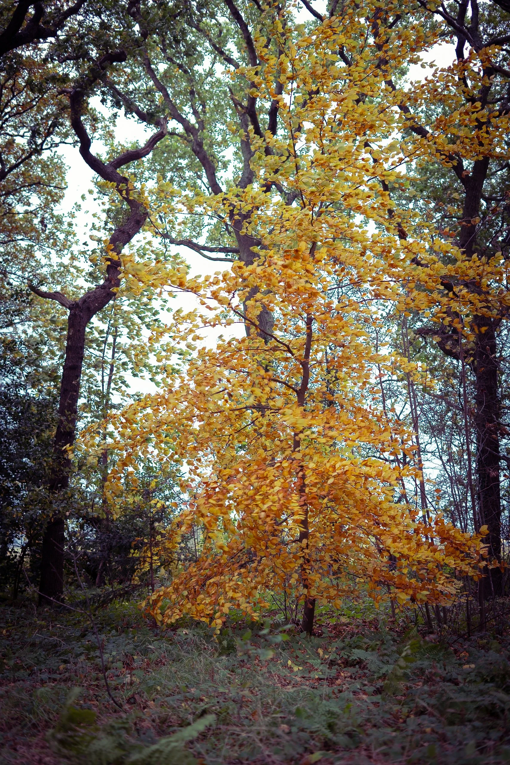 Autumn-18.jpg
