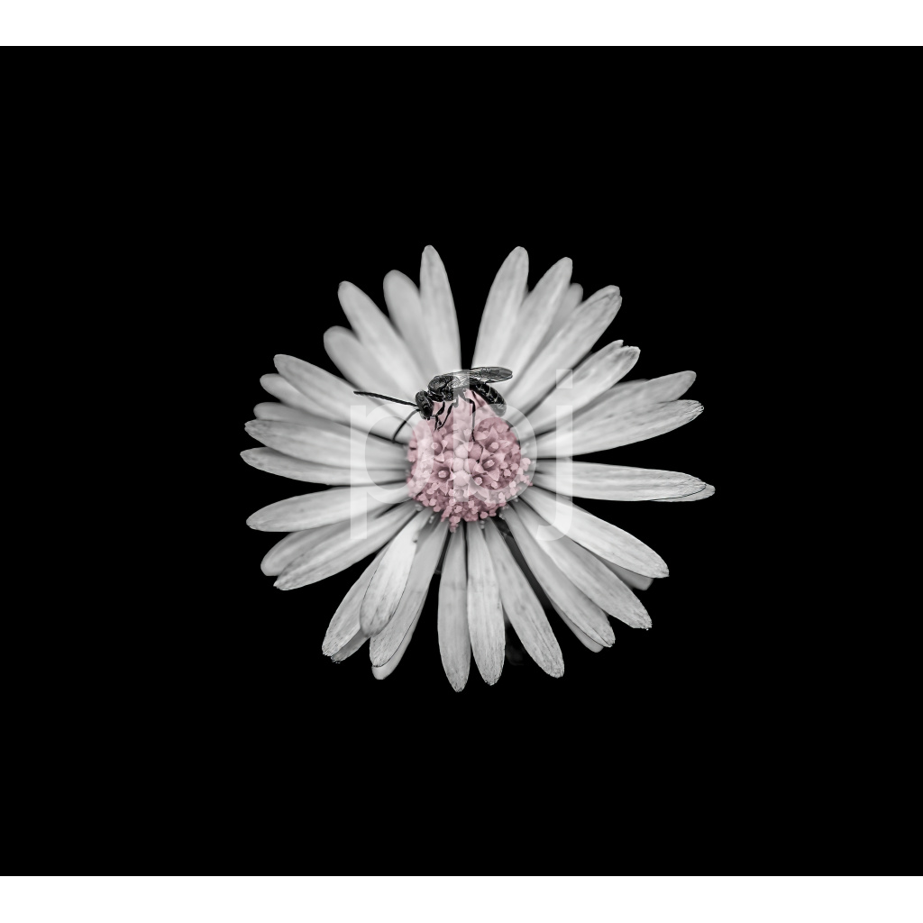 image_original_ae3ecae4765c8a764c4231ecb0c7bb1c.png