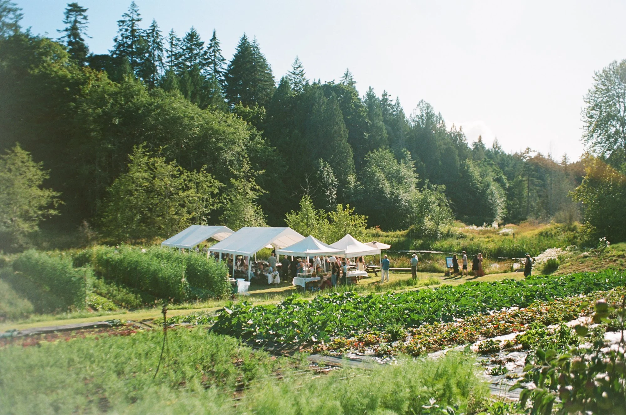 Duck creek farm wedding