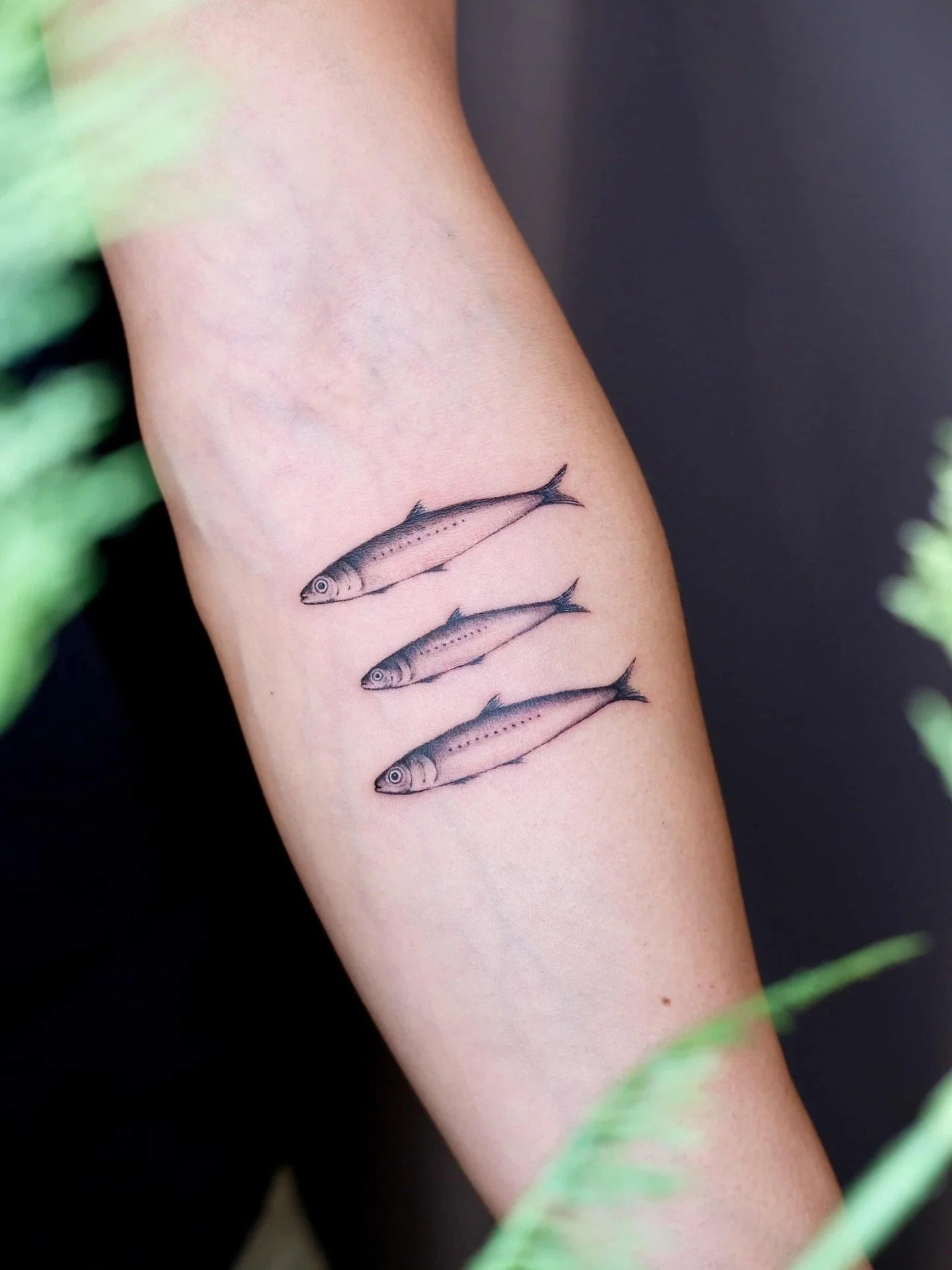 Three of a kind🐟
Artist: @tszching.tattoo 
________________________________________________
[At Off the Ground Ink, we bring your tattoo ideas to life! 💭 For bookings and inquiries, reach out to us by email at offthegroundink@gmail.com]
#sardine #f