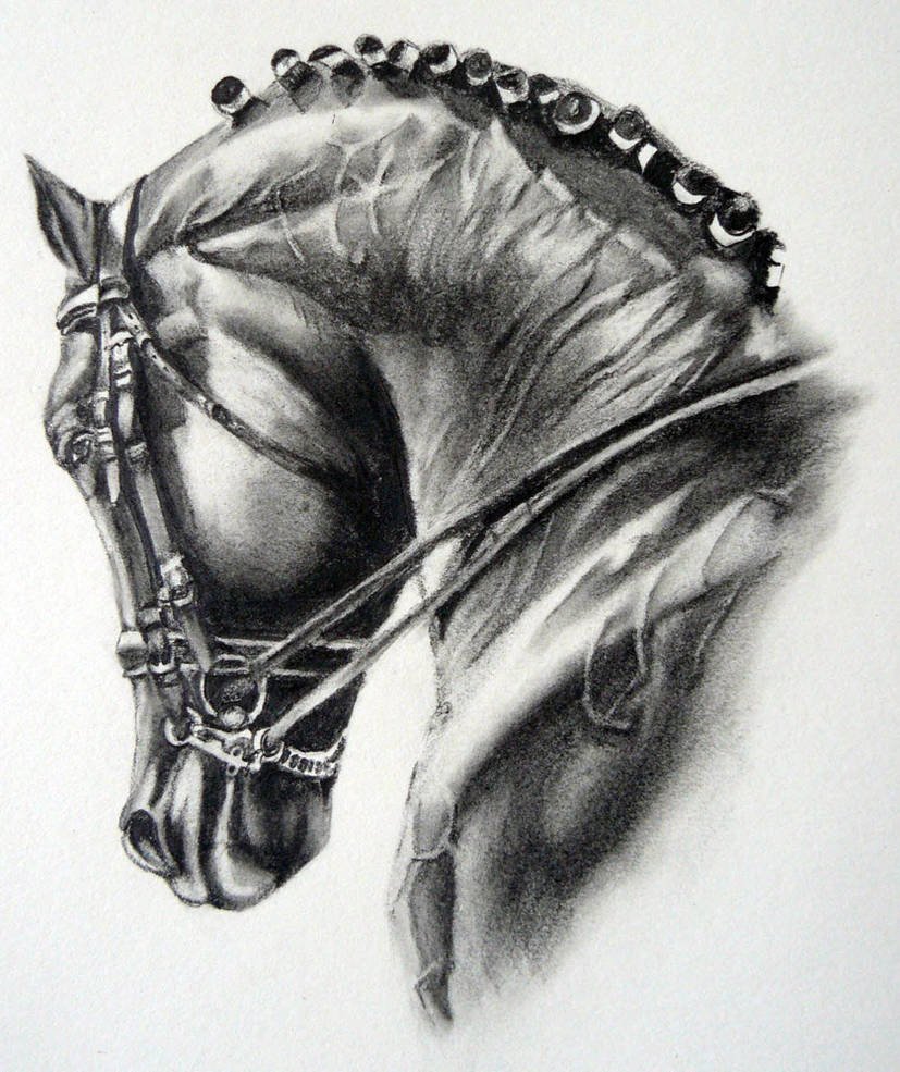 Realistic pencil drawing of a dressage horses head.