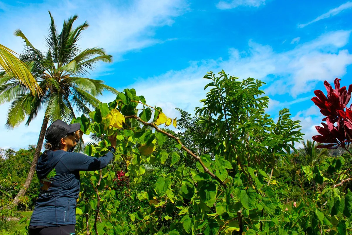 The state Commission on Water Resource Management was established in 1987 and, with it, a code that stated that the state’s waters are for the benefit of its citizens. Above, Renee Roback Miller takes care of a tree during a recent public field trip 