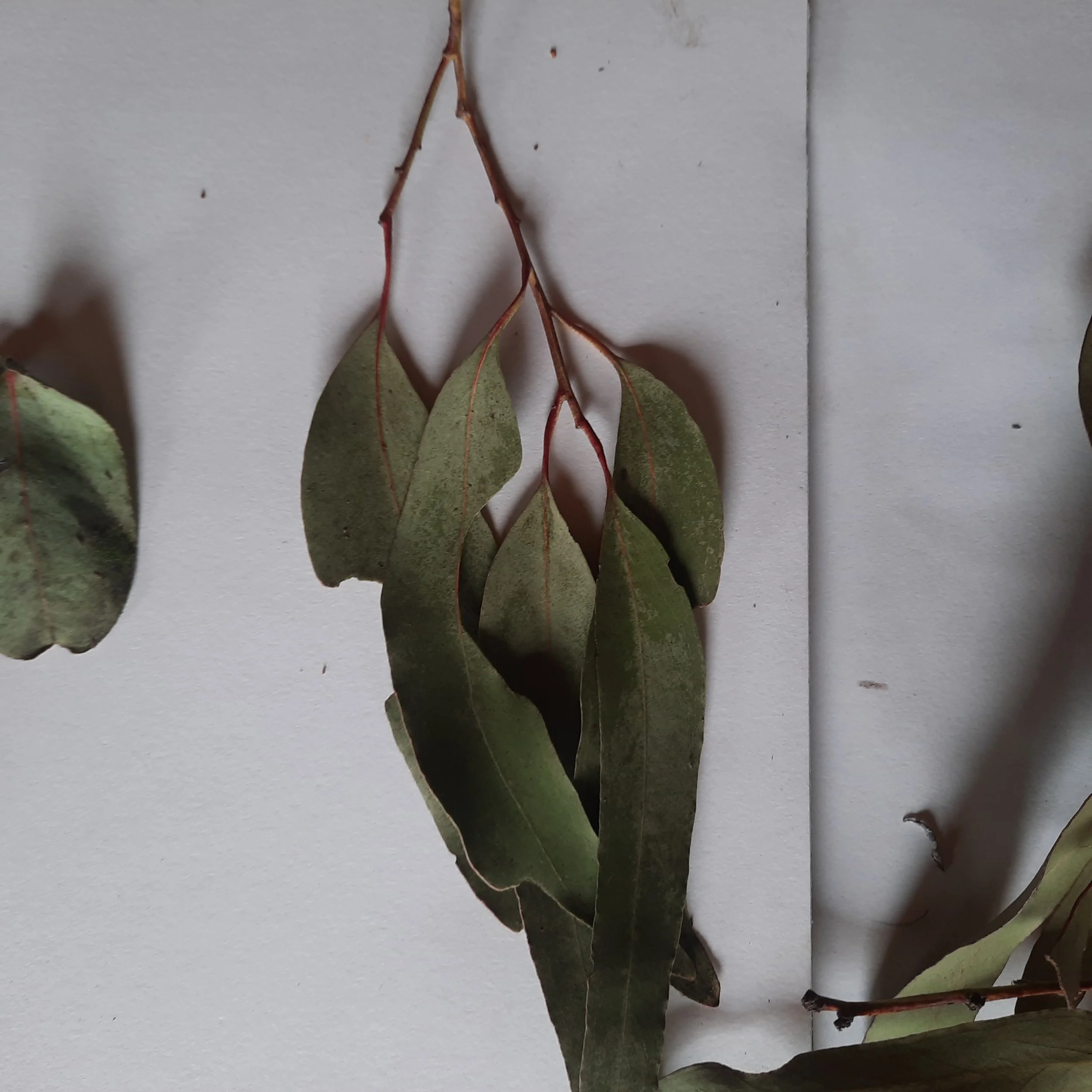 eucalyptusnitensmatureleaves.jpg
