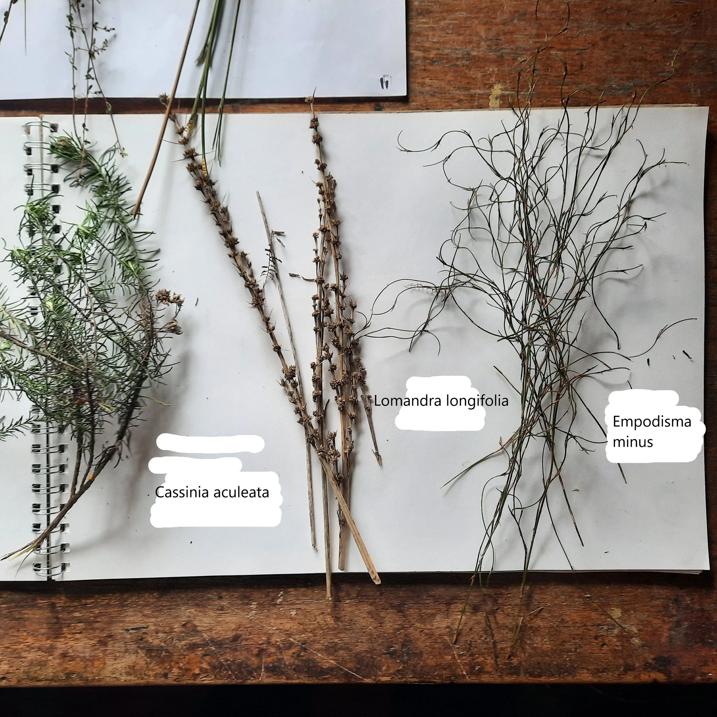 grassesandshrubs.jpg
