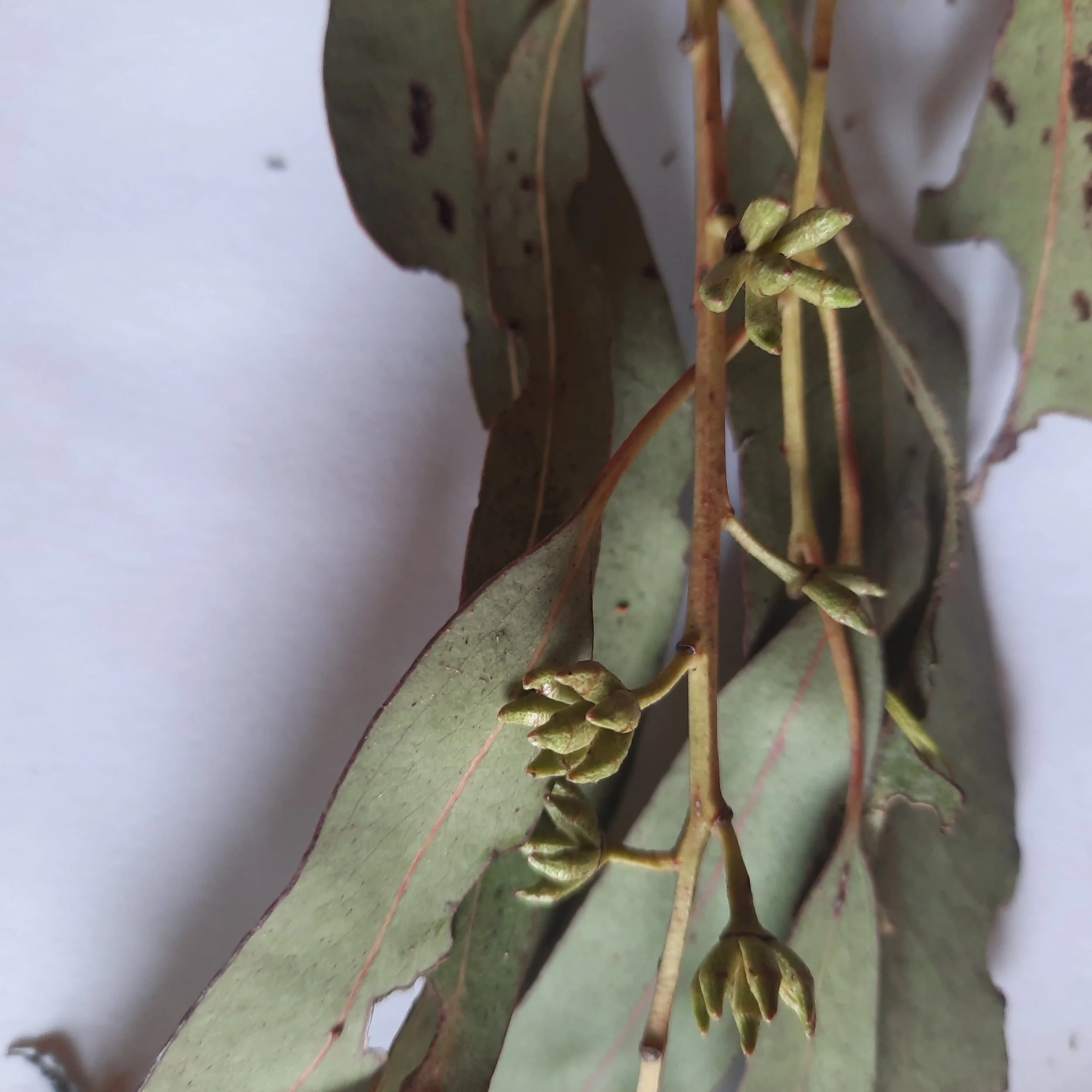 EucalyptusNitenpodsyoung.jpg