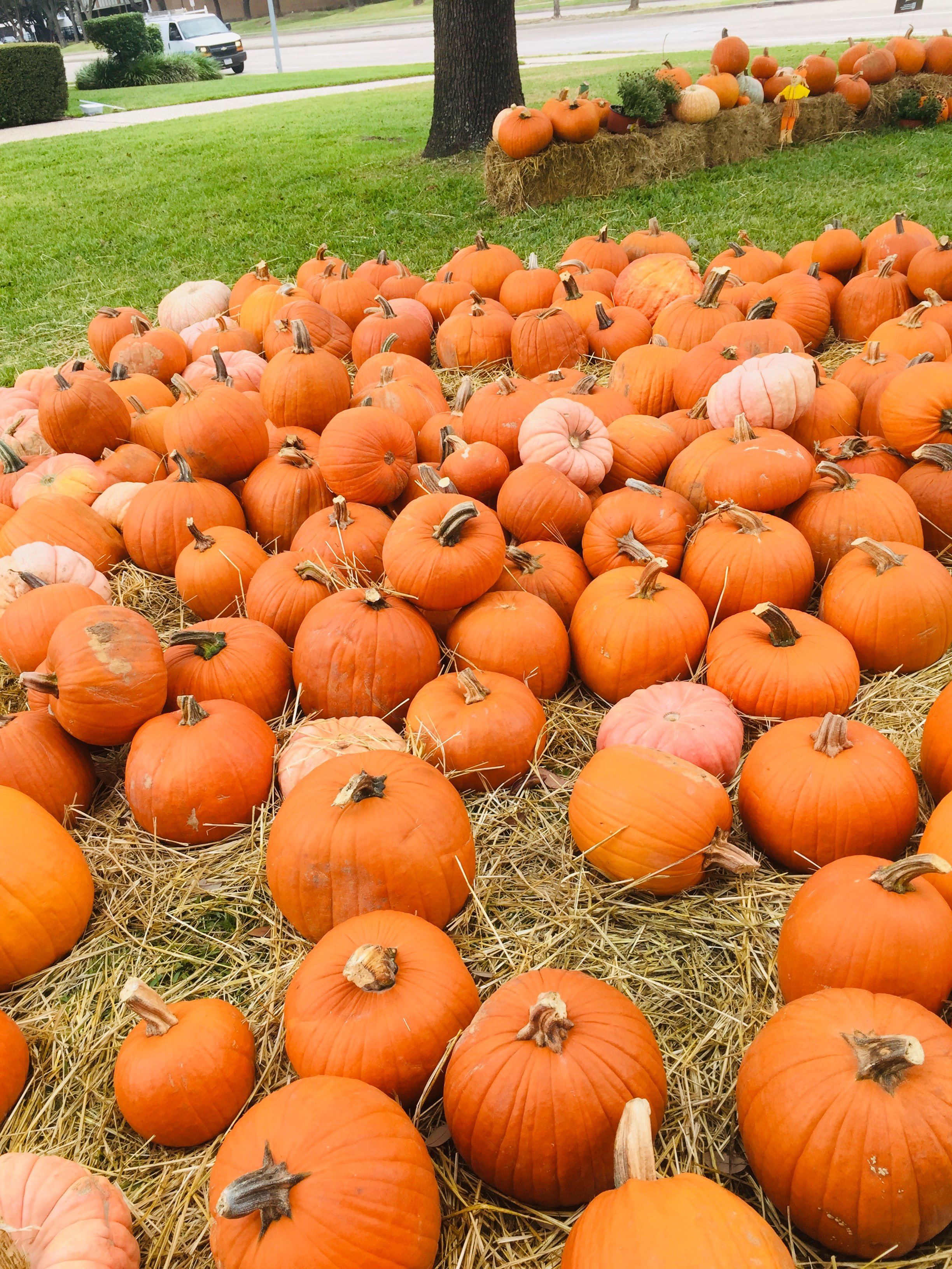 8 Pumpkin Patches For Houston First Time Home Buyer’s Fall Family Fun