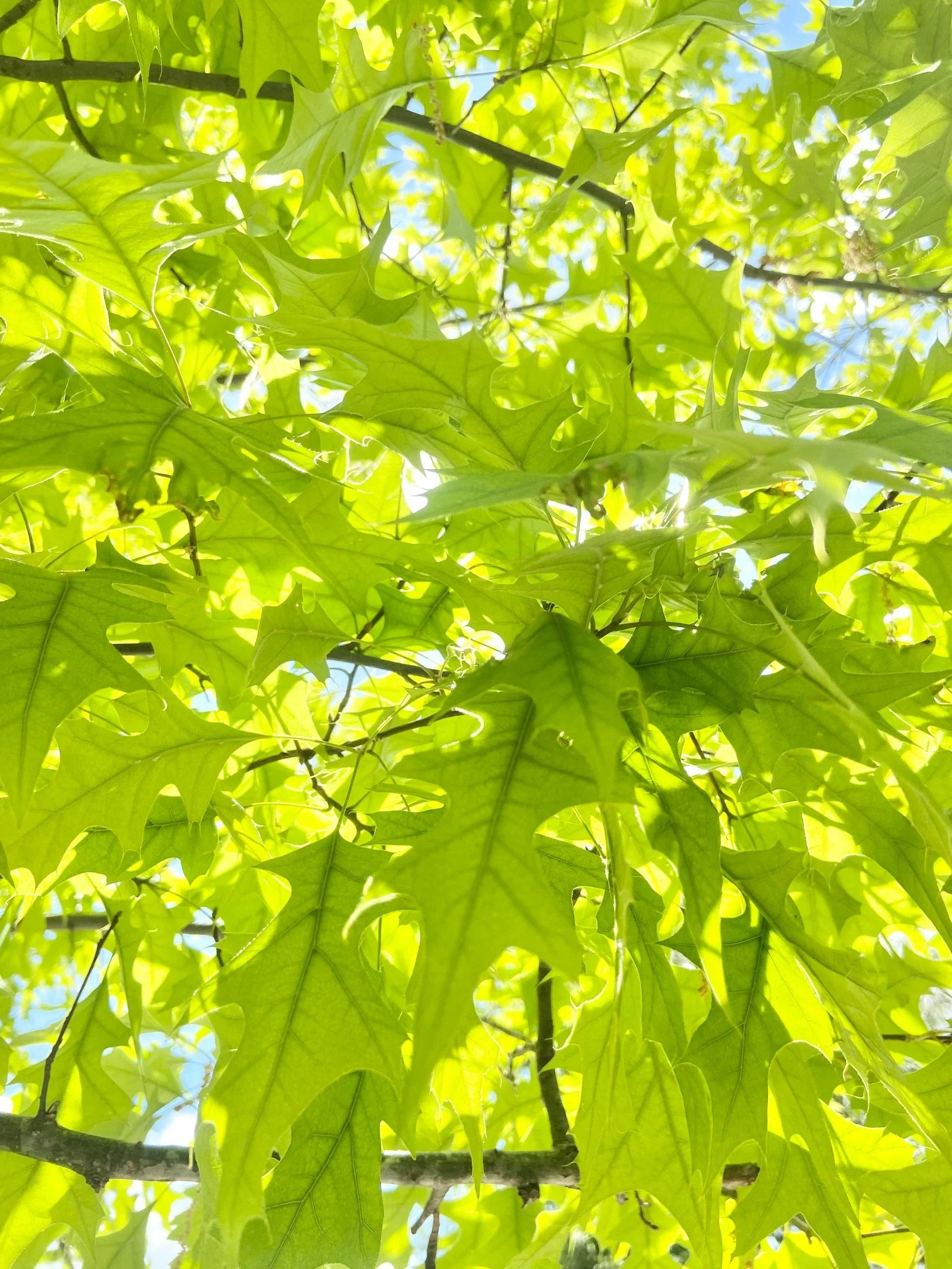 10 Eco-friendly Ways Houston Home Buyers Can Make Their Home More Sustainable
