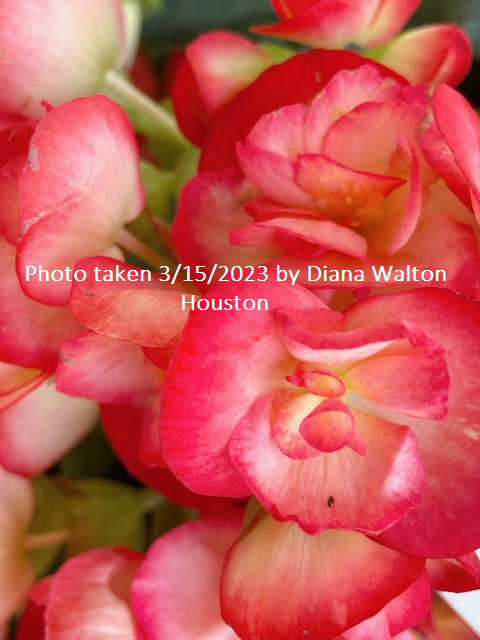 11 Easy Care Plants for Houston First Time Home Buyers