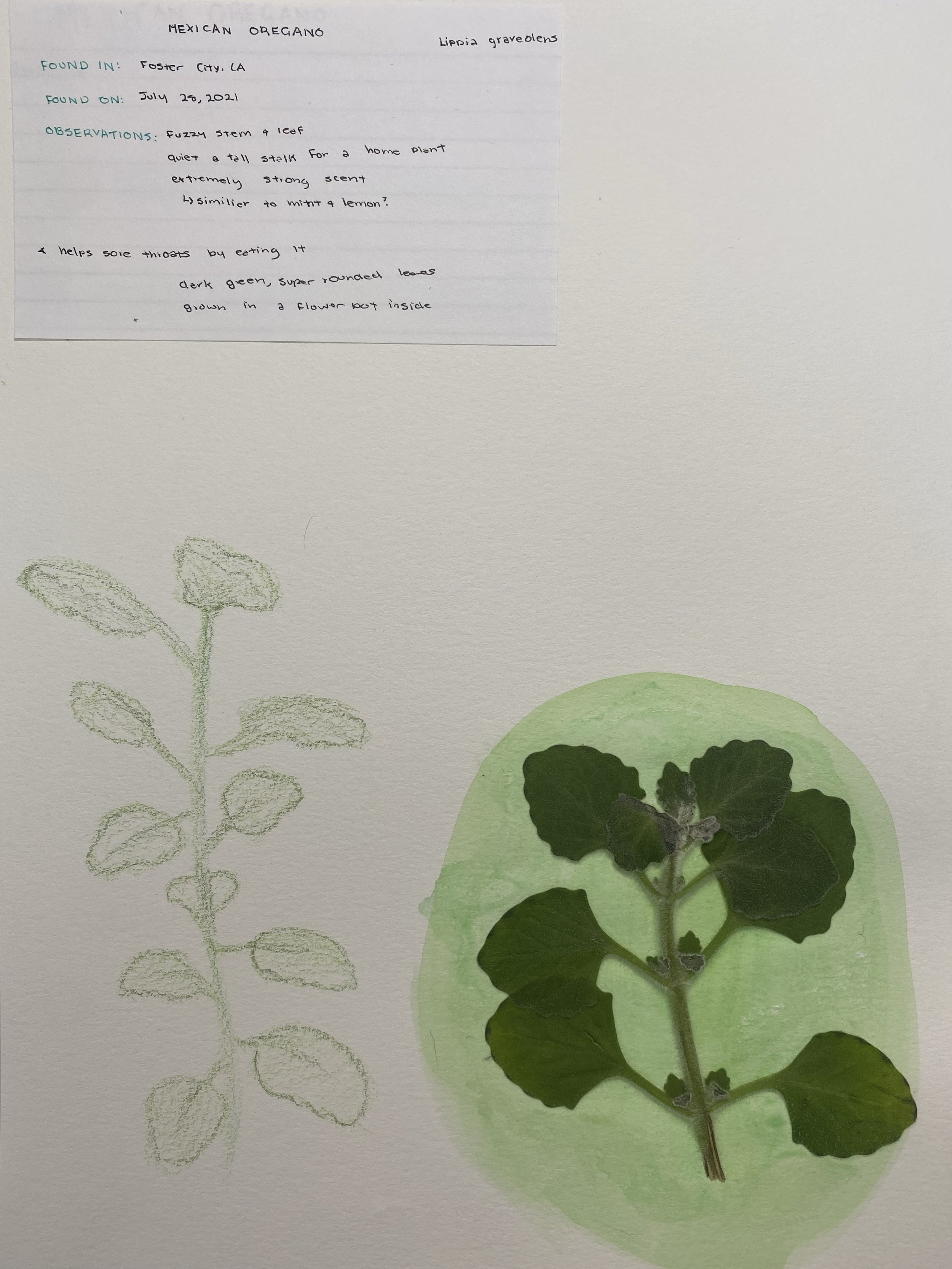 herbarium1.jpg